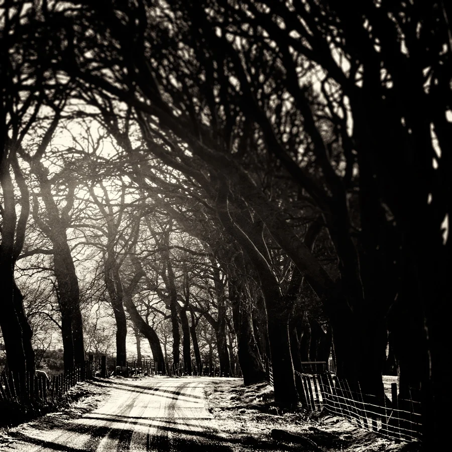 Carse Sunlight