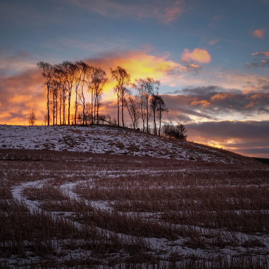 Dunblane Copse