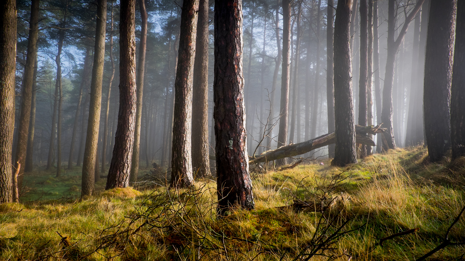 Carse of Stirling forest