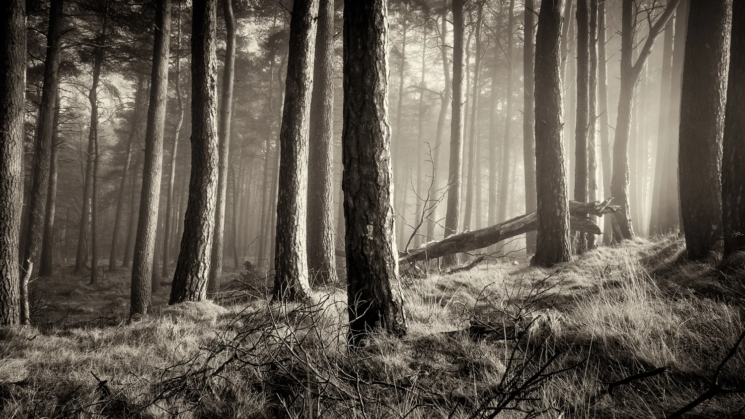 Carse of Stirling forest