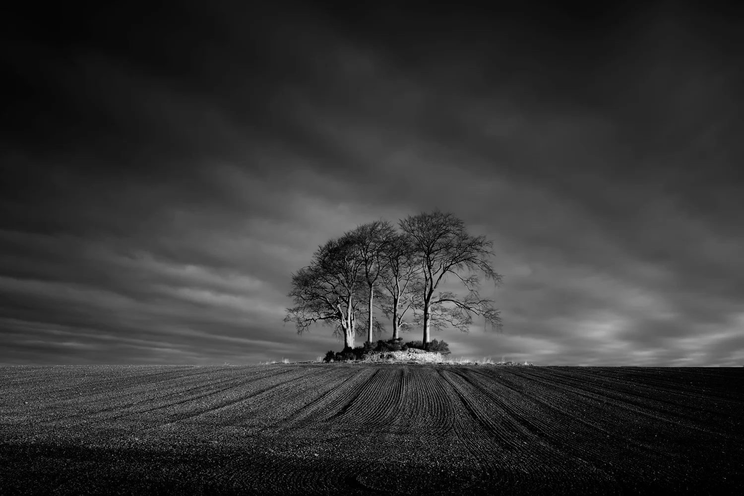 Gargunnock Trees