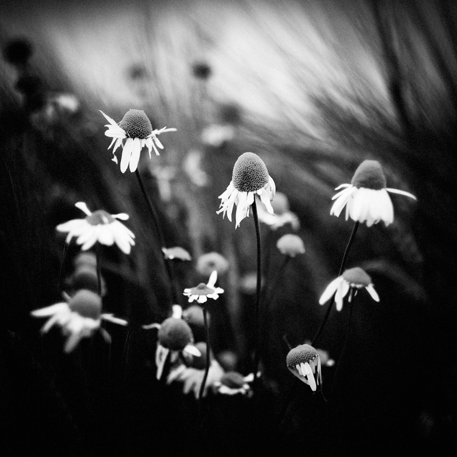 Summer Wildflowers