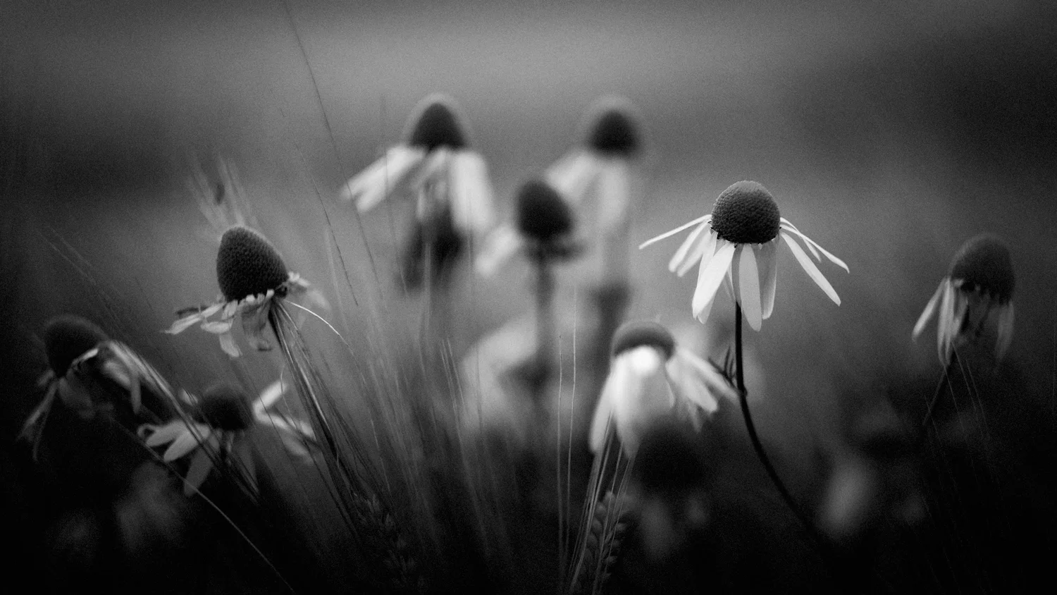 Late Summer Daisies