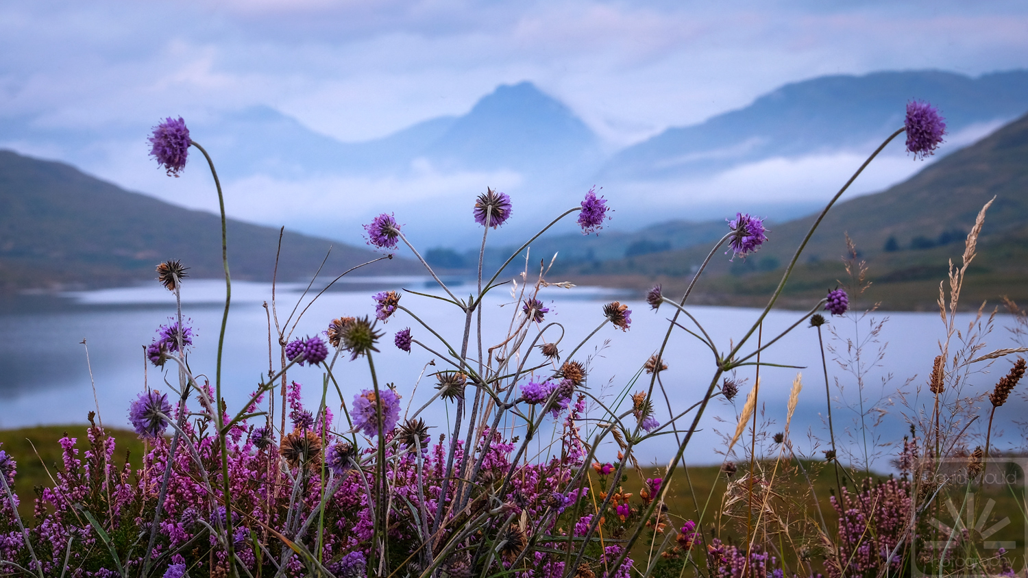 Loch Arklet Wildflowers