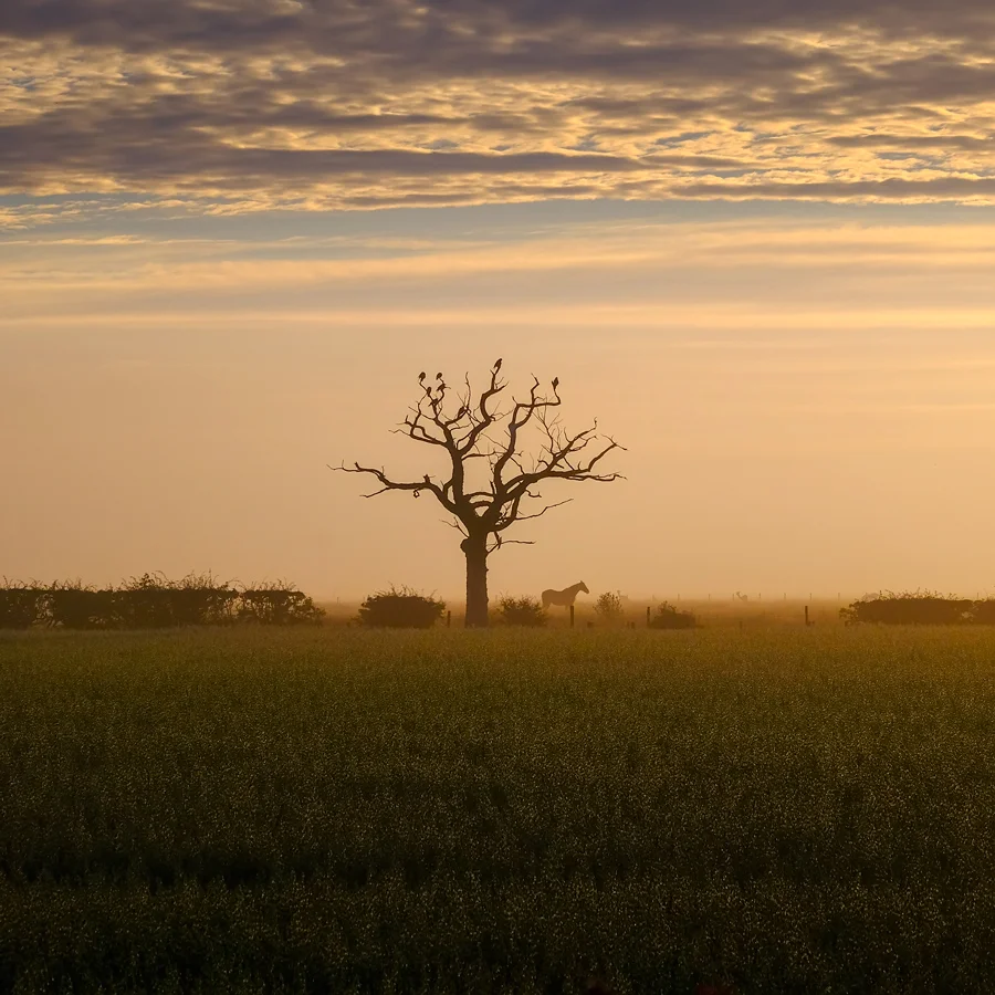 Carse tree