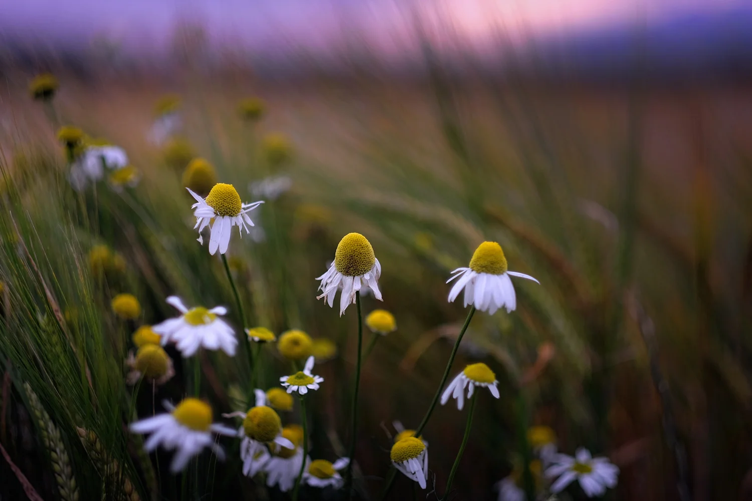 Late Summer Daisies