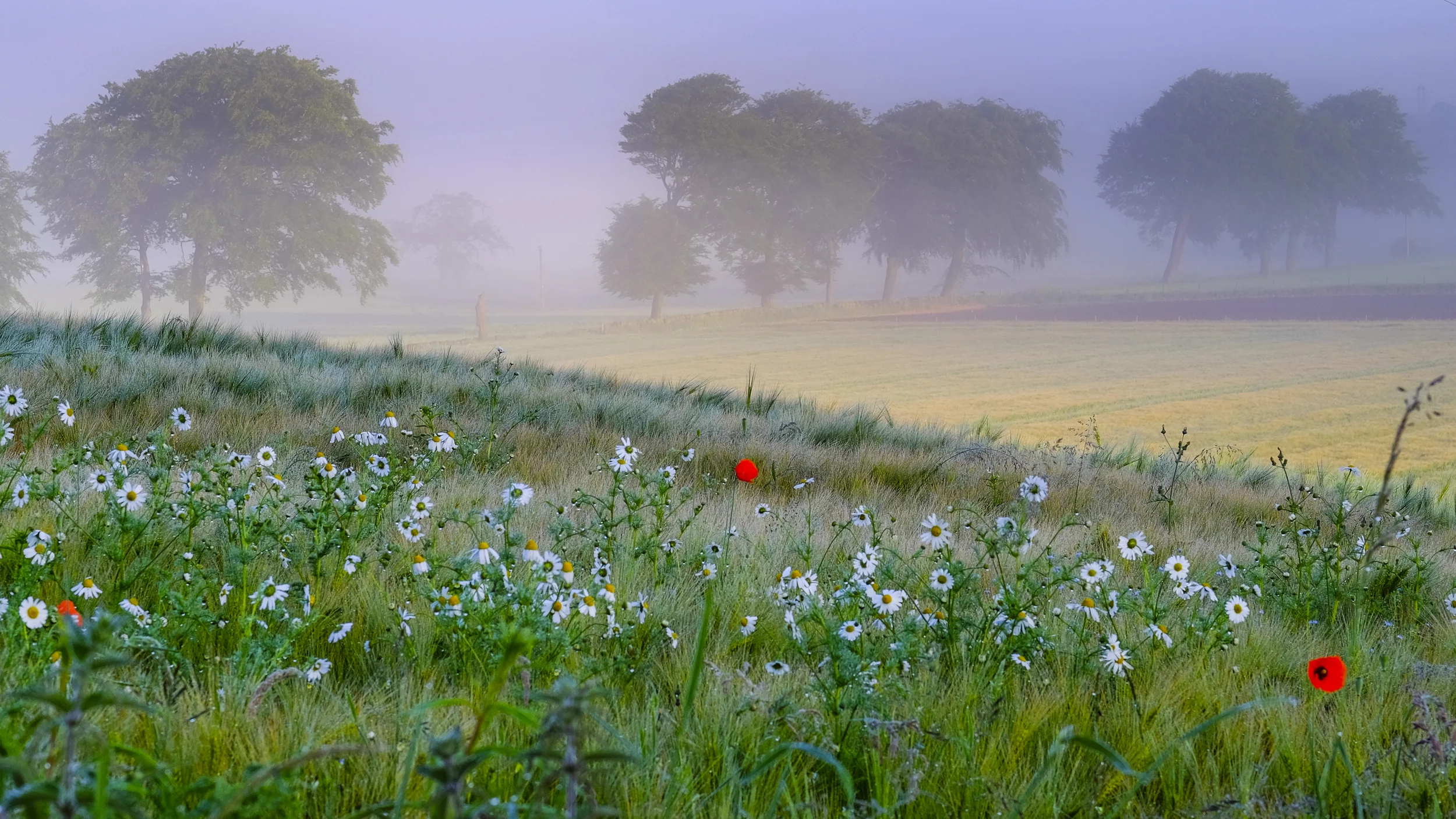 Scottish Landscape Photographer of the Year 2015 Highly Commended' award in the 2015 Scottish Landscape Photographer of the Year competition. Out of the three images that had made the final, the image above of 'Wildflowers, Torrance' achieved the accolade in the Four Seasons category of the competition.