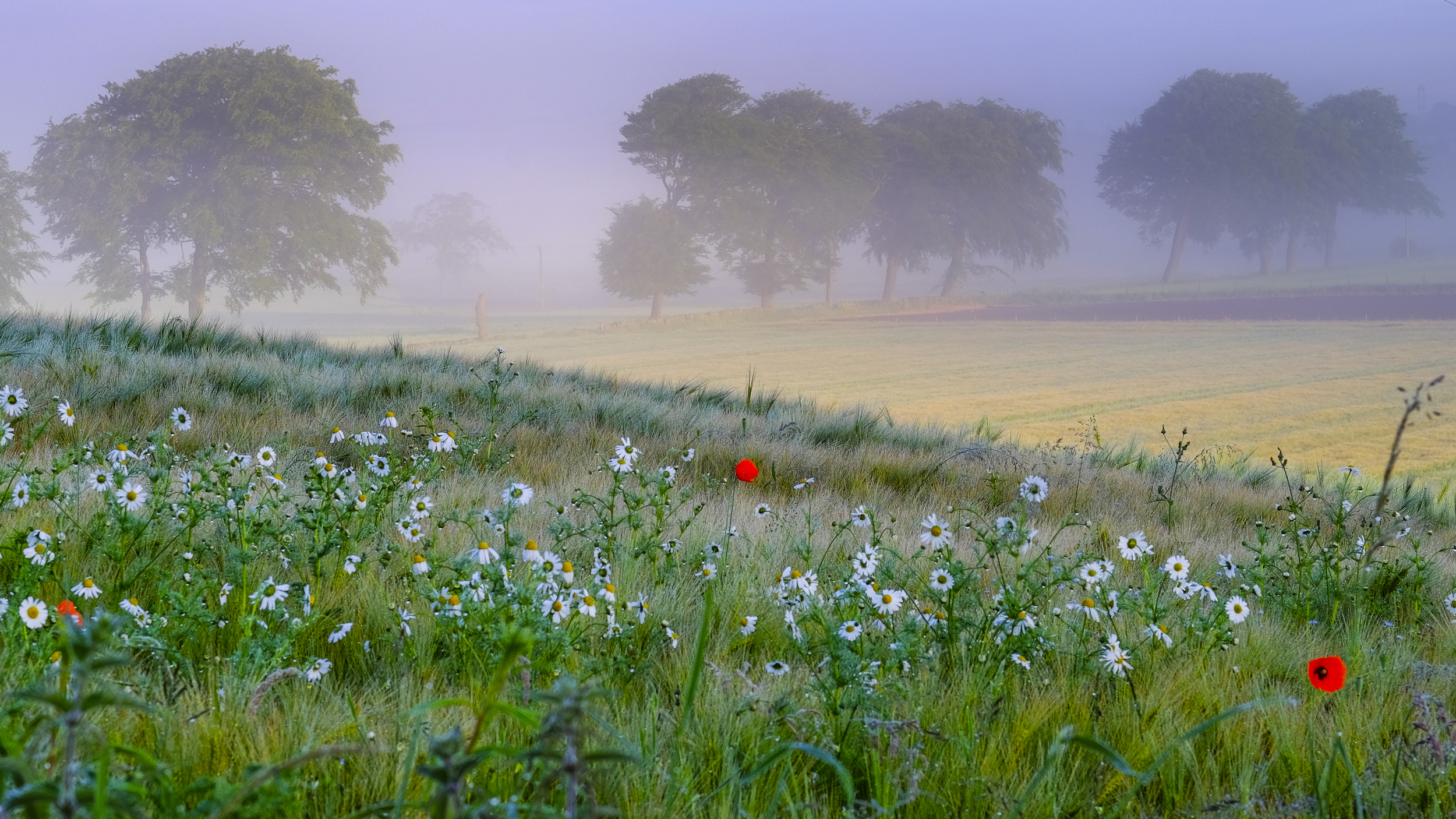    Scottish Landscape Photographer of the Year 2015     Highly Commended' award in the 2015 Scottish Landscape Photographer of the Year competition. Out of the three images that had made the final, the image above of 'Wildflowers, Torrance' achieved 