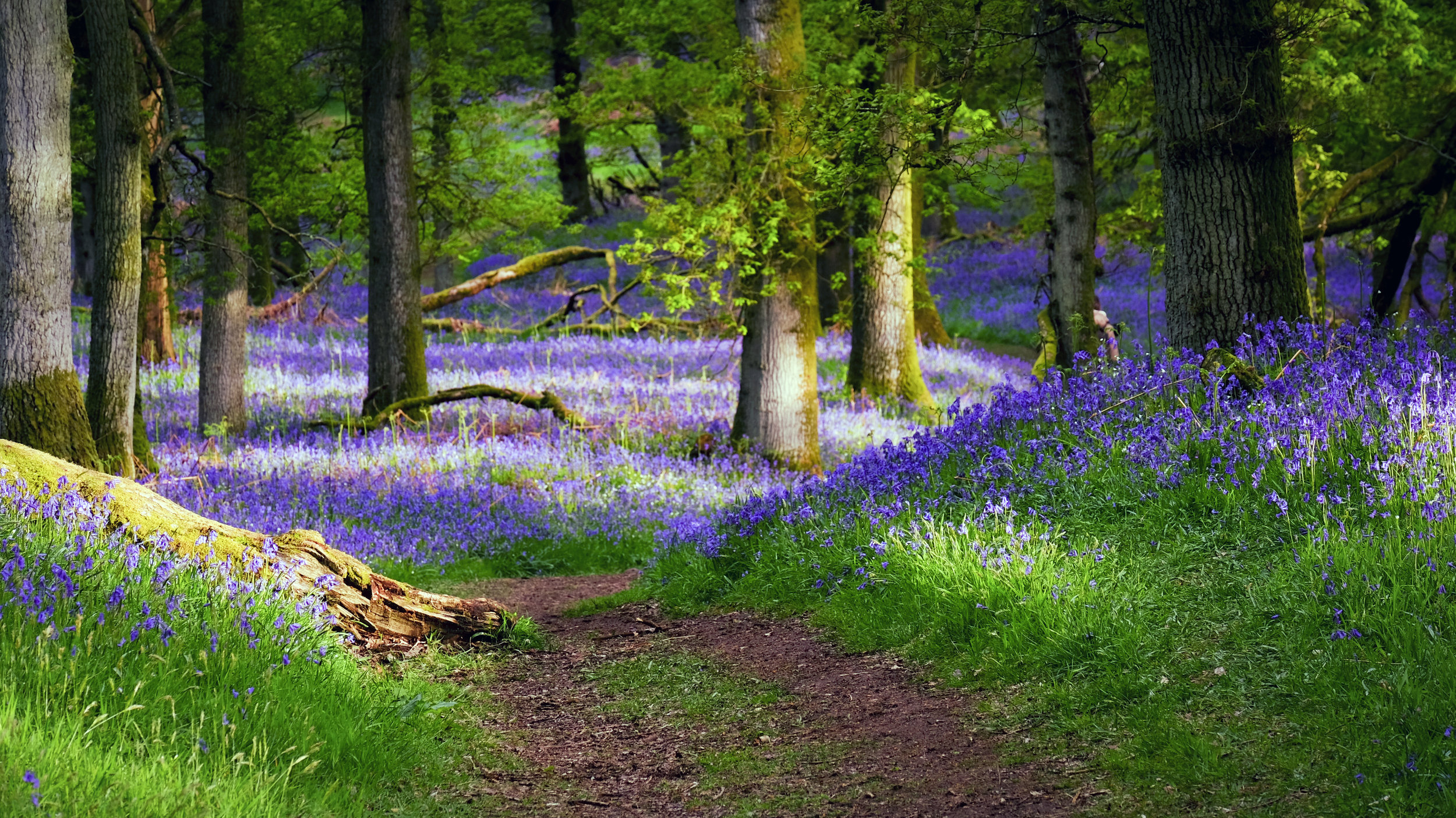 Kinclaven Bluebells