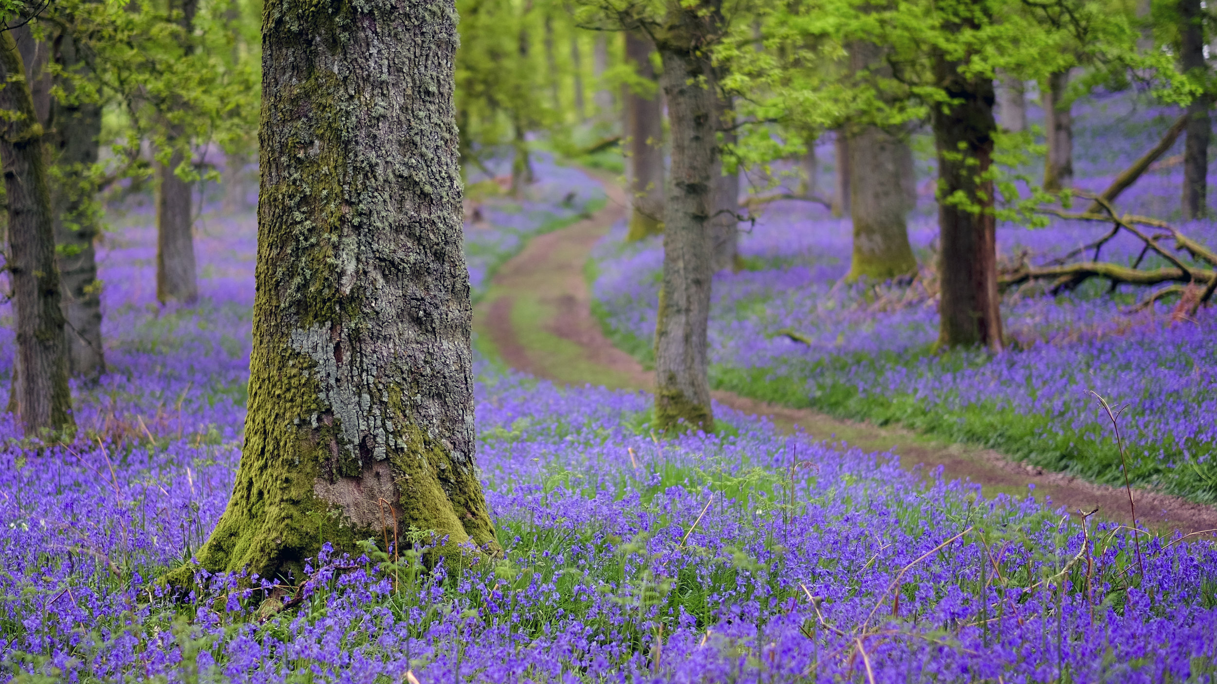 Kinclaven Bluebells