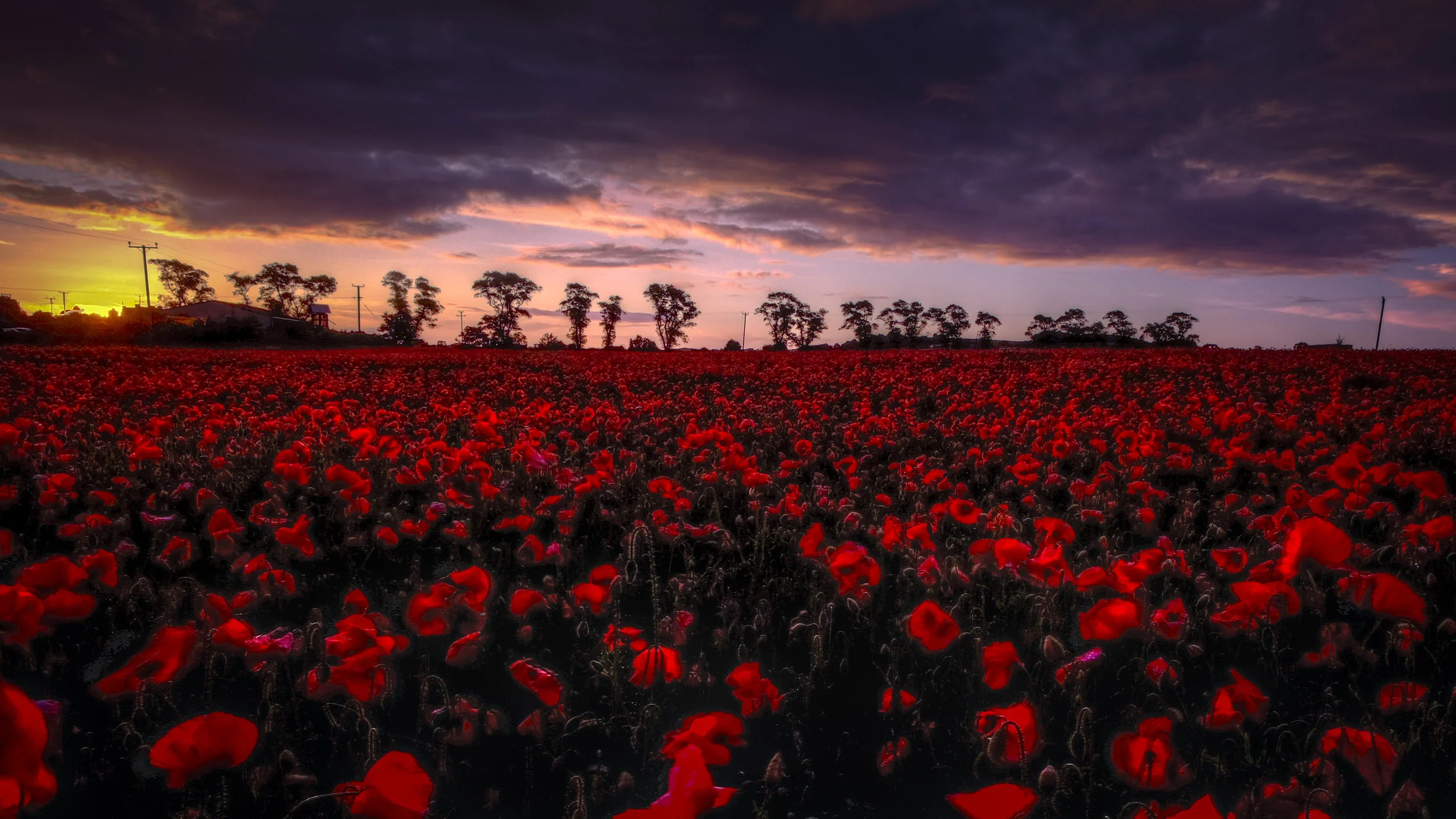 Lothian Poppies