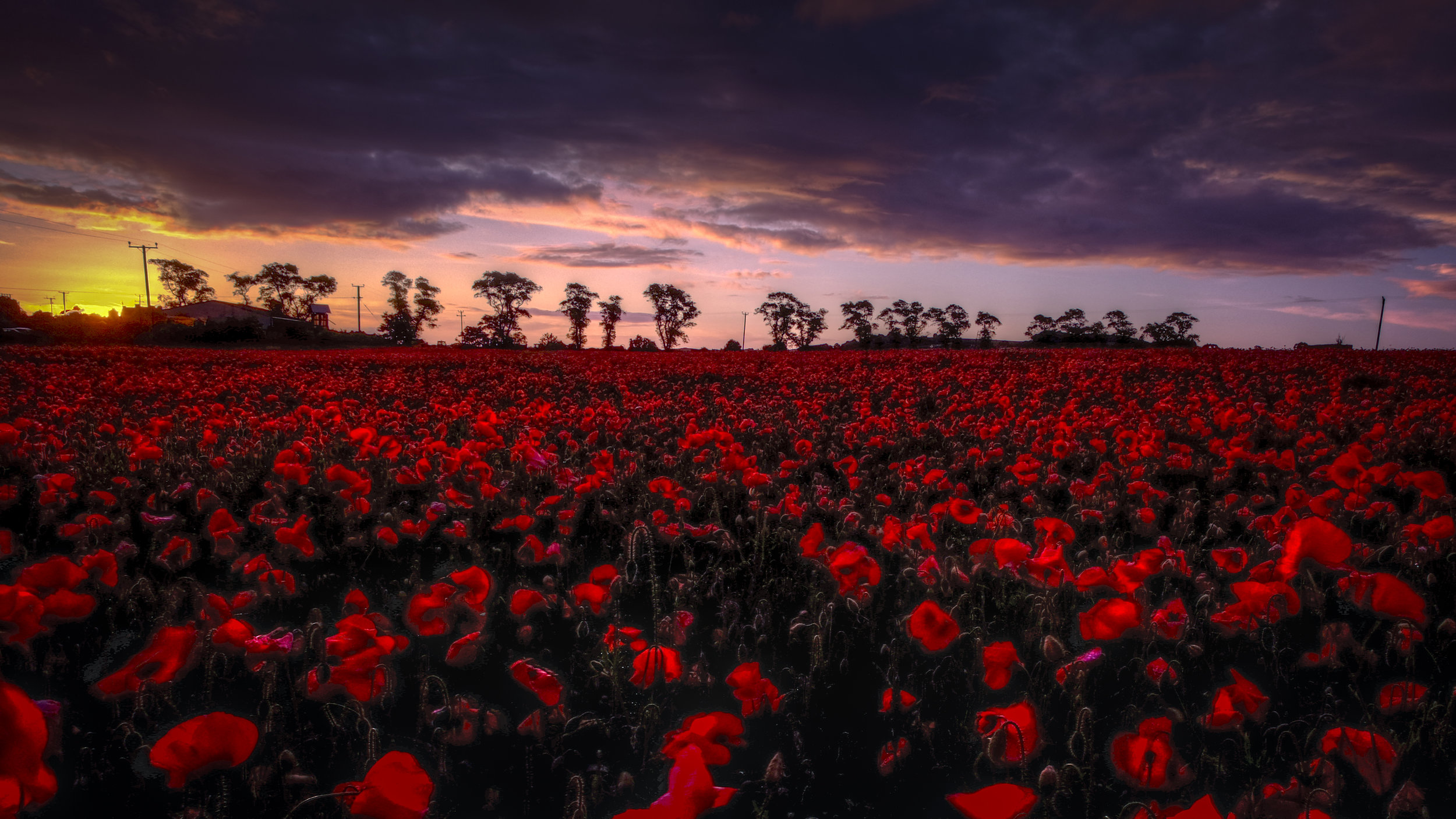 Lothian Poppies