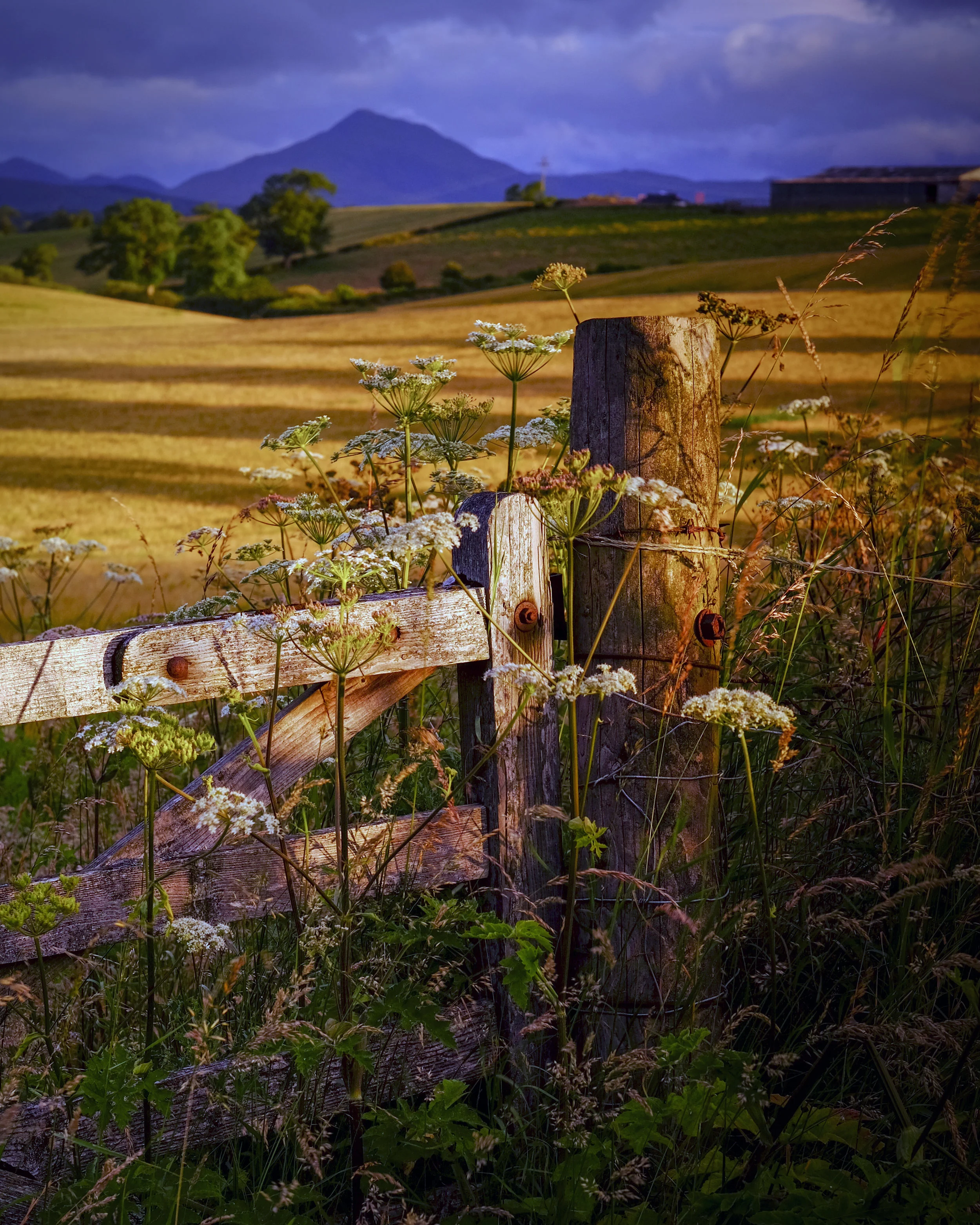 Carse of Stirling
