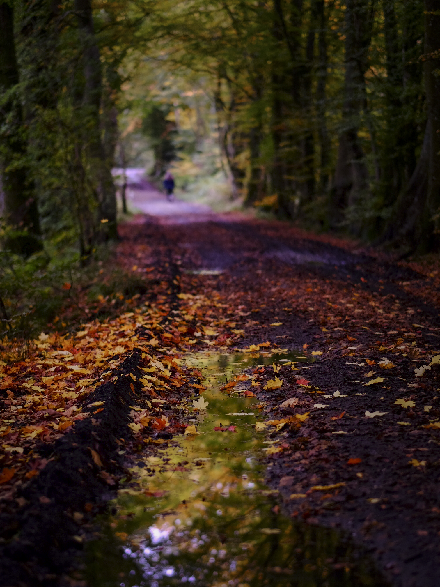 River Teith walk,  Balfron