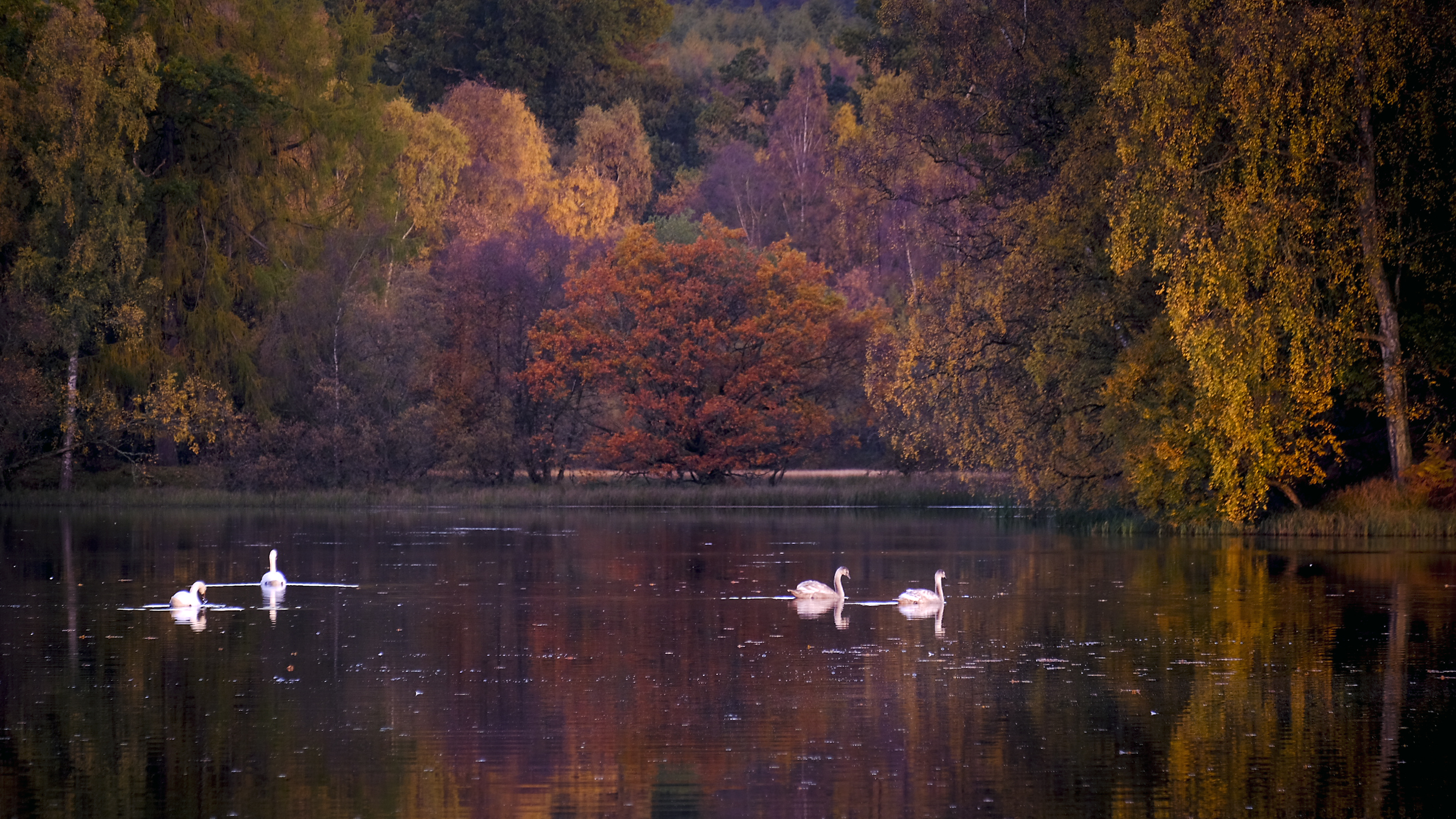 Rhohallion Loch, Perthshire