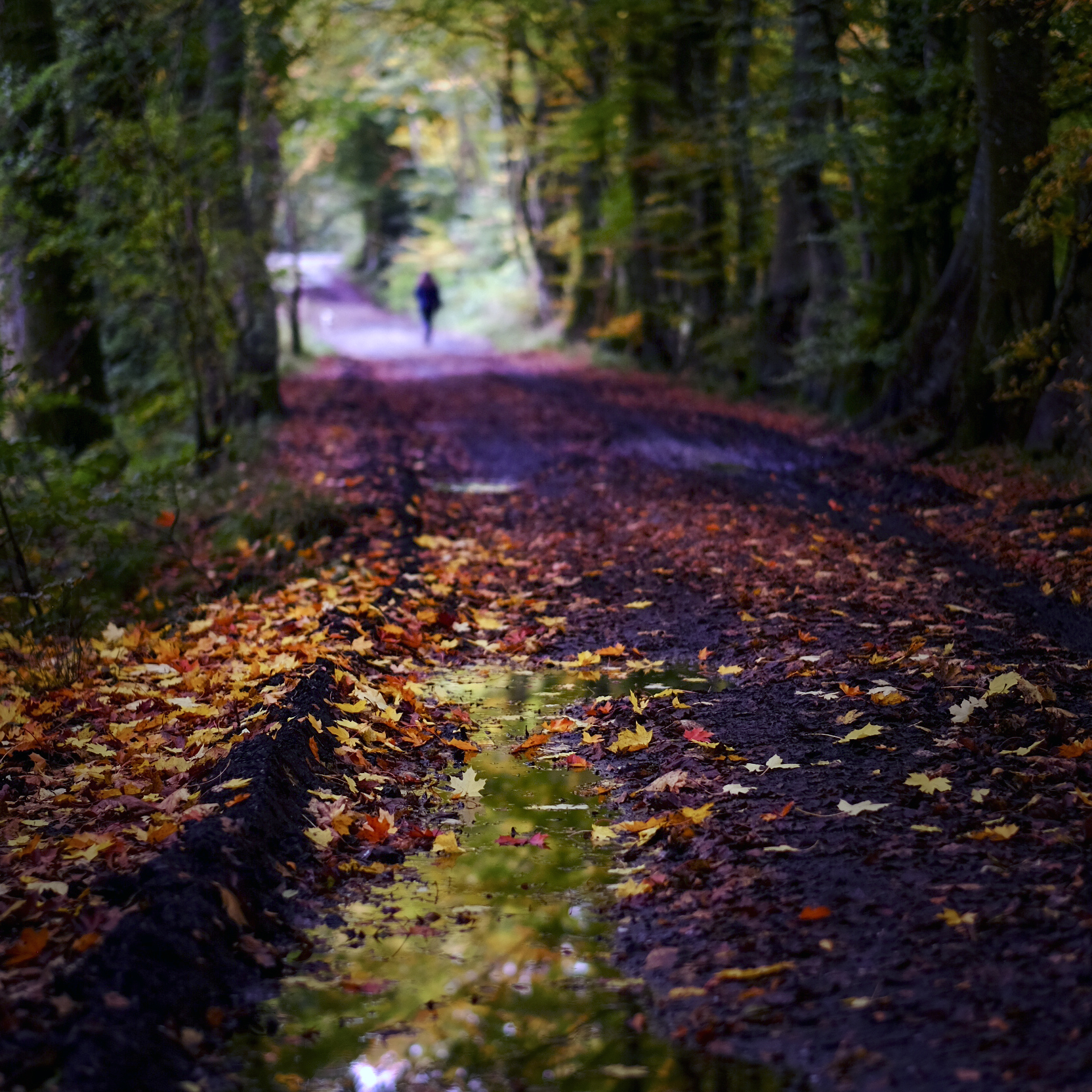 River Teith walk,  Balfron