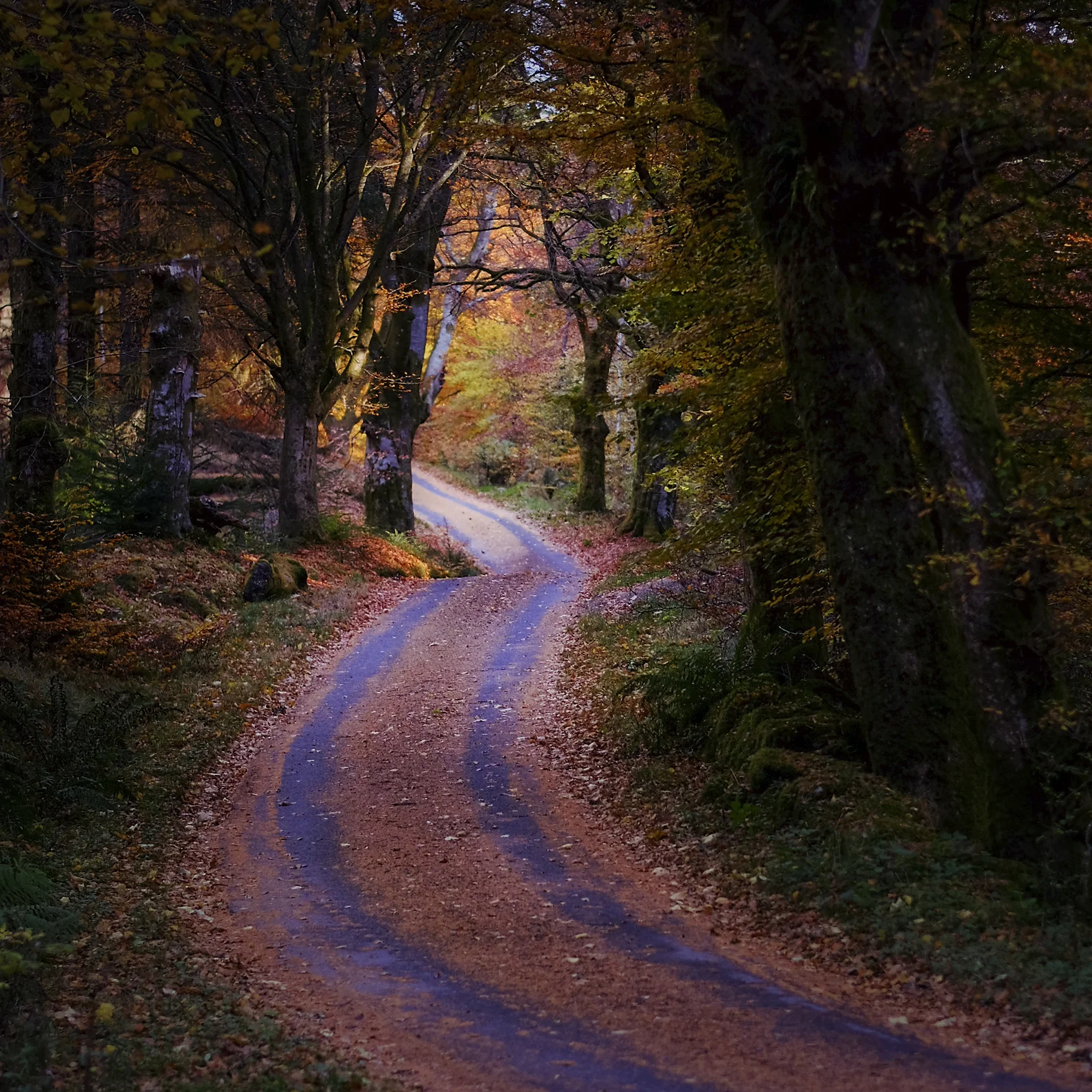 Strathyre Forest