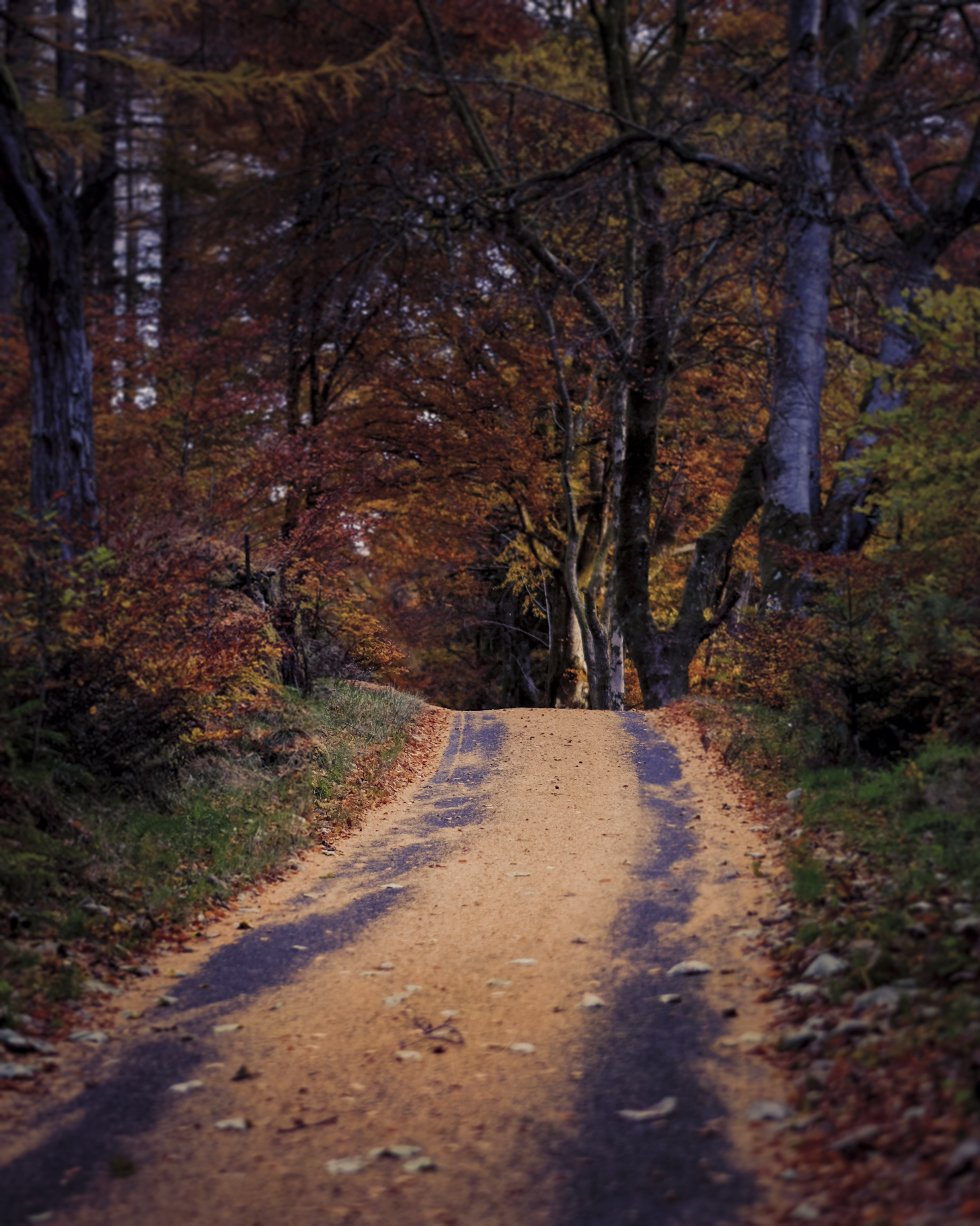 Strathyre Forest