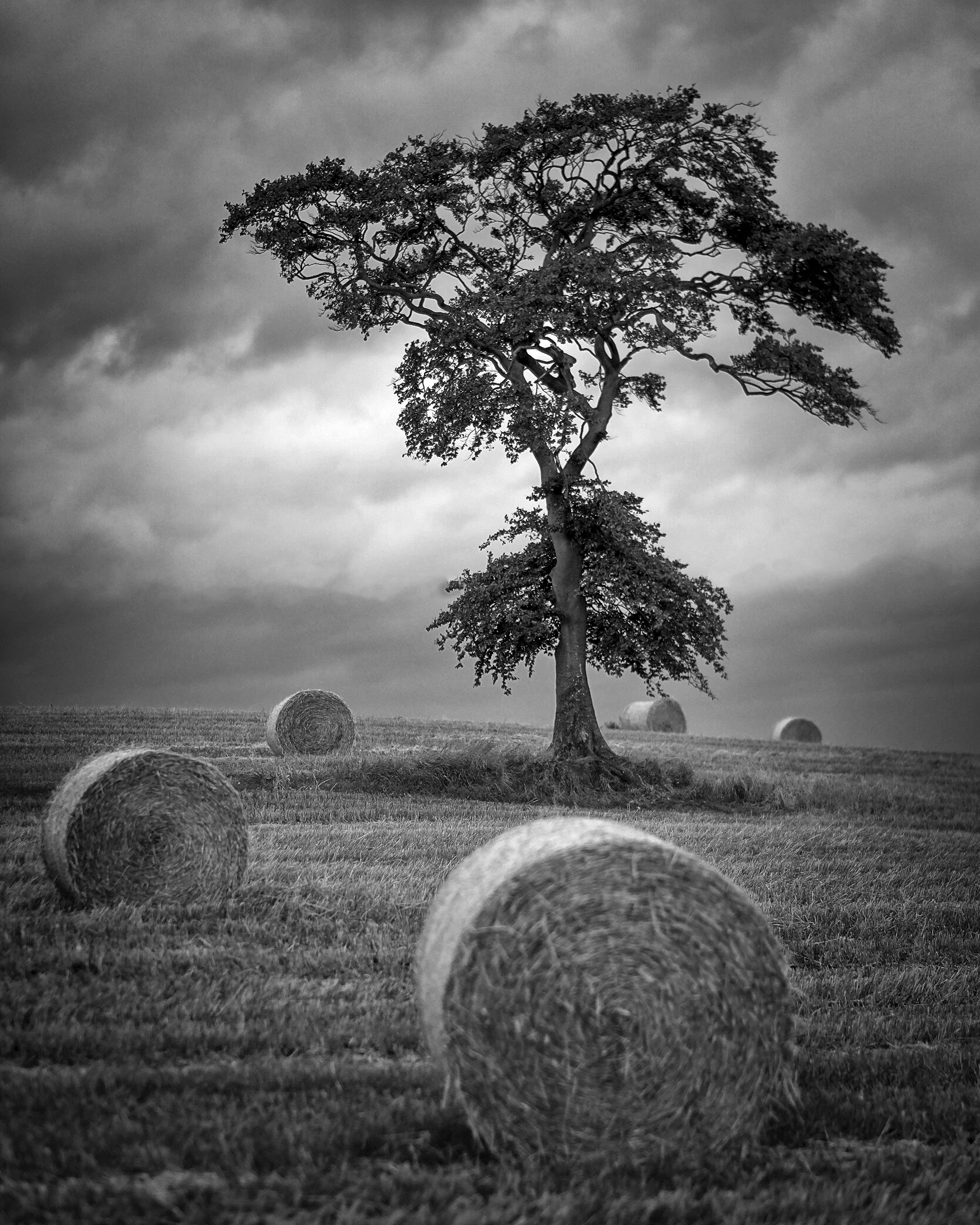 Lenzie Tree