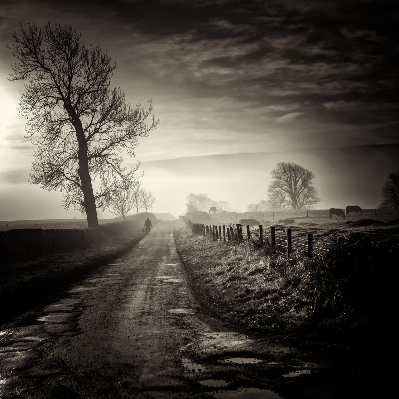 Homeward Bound