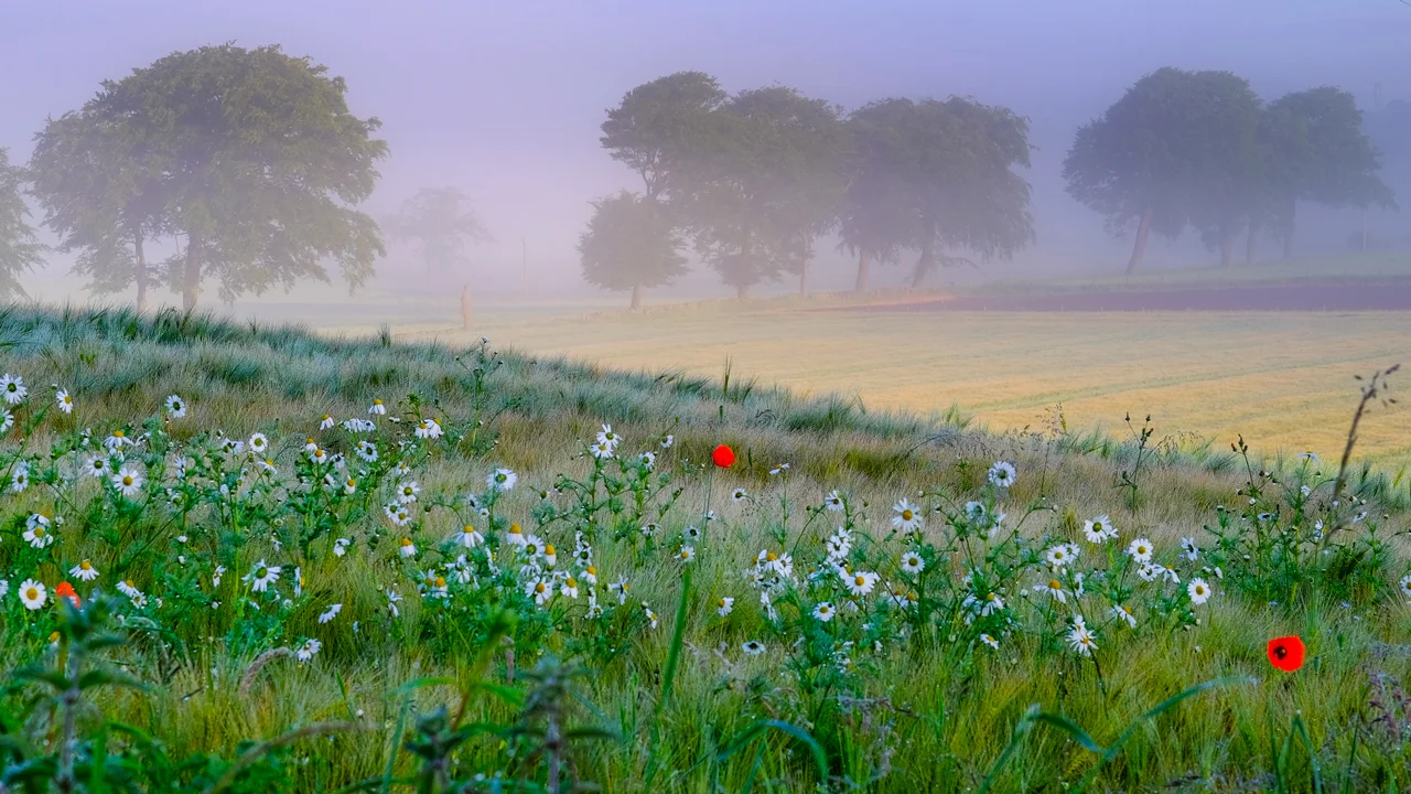 Torrance Wildflowers