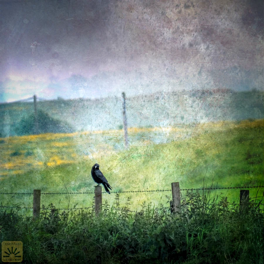 crowfence.jpg