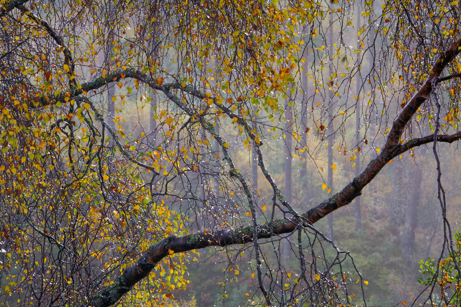 Autumn Birches, Dukes Pass, Trossachs