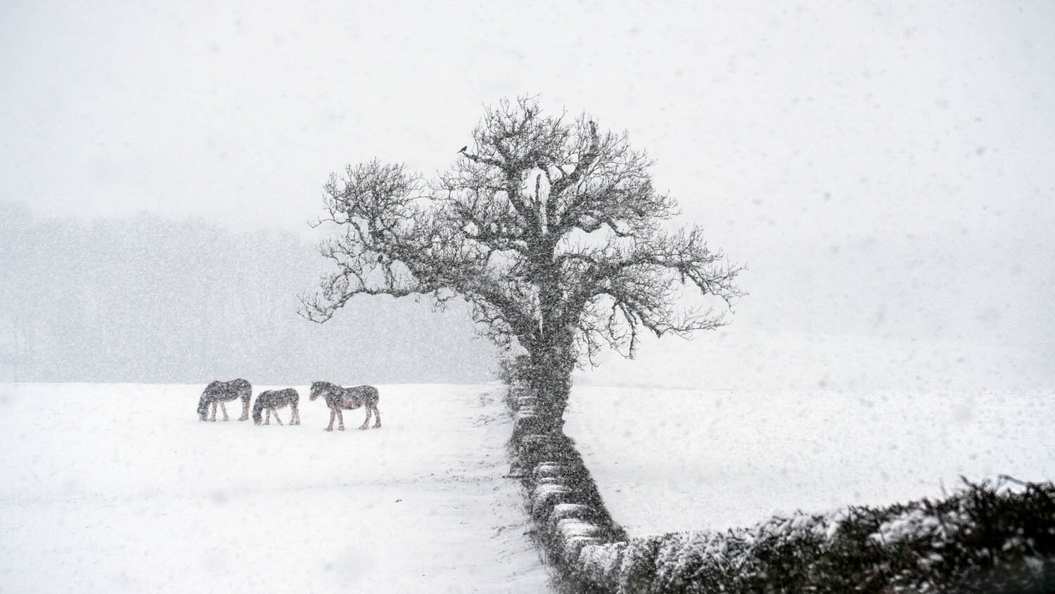  Heavy Horses, Heavy Snow  Part of Commended portfolio Series, Scottish Landscape Photographer of the year 2019. 