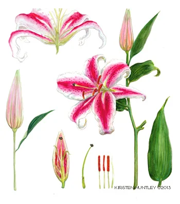 Botanical Study