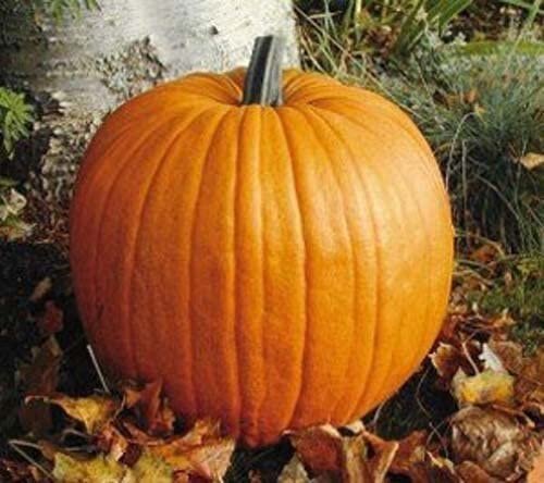 ct field pumpkin.jpg