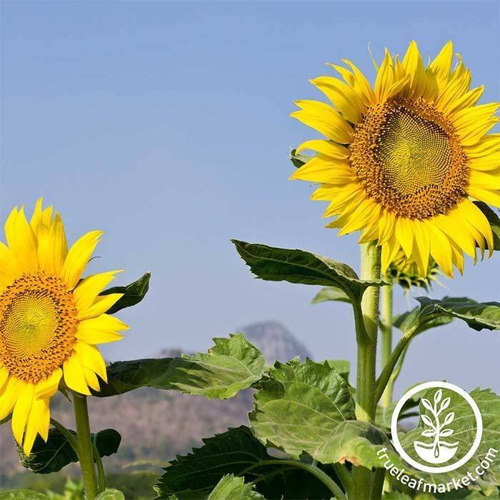 sunflower-mammoth-seed-wm_700.jpg