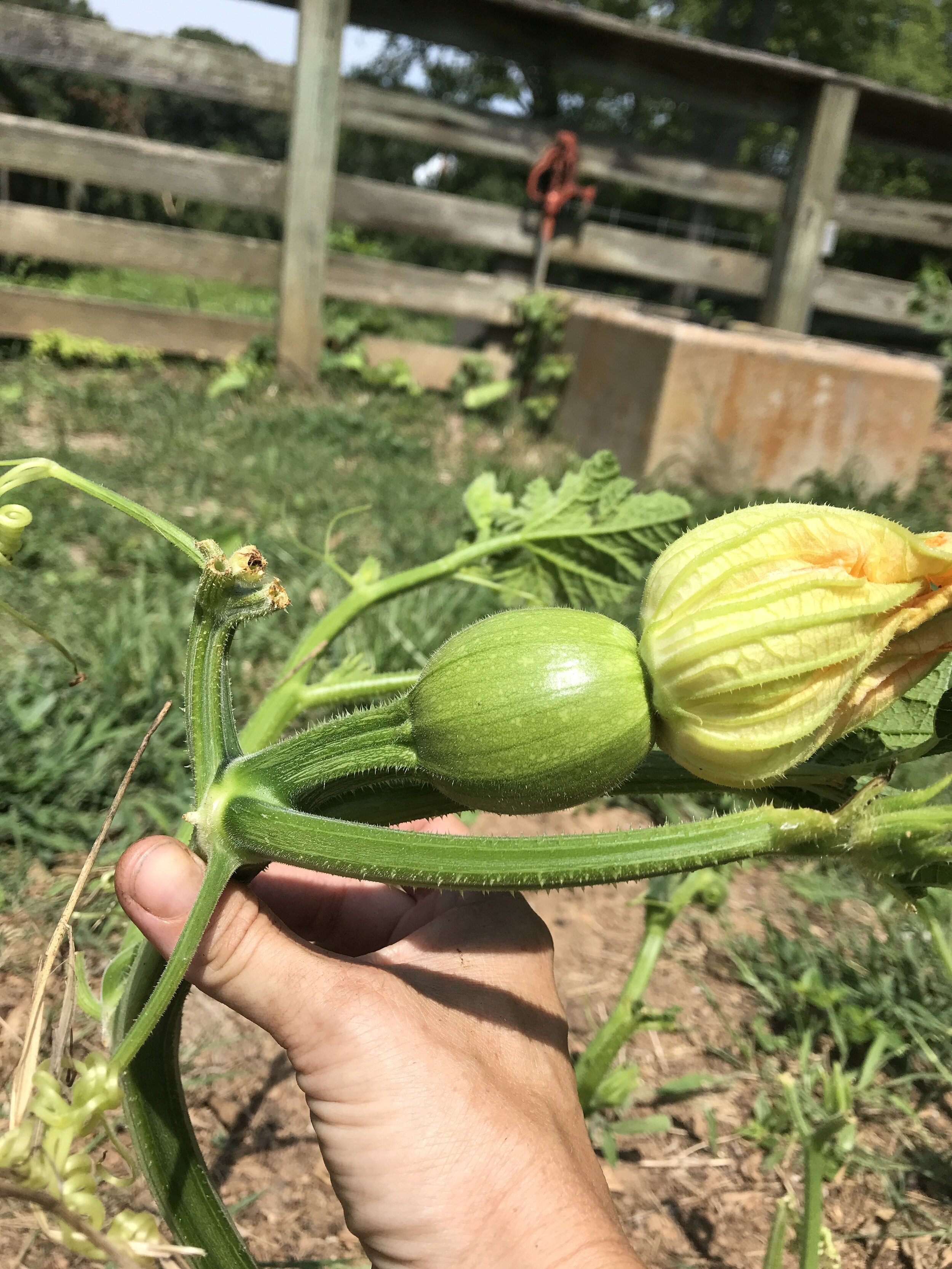 Young Connecticut Field Pumpkin