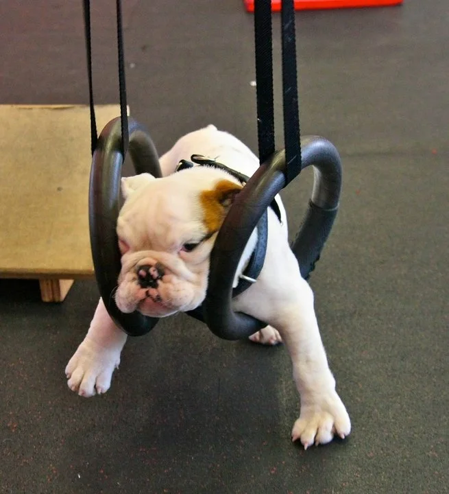 How we all feel at the bottom of our ring dips. We have a few showing up in today's WOD!