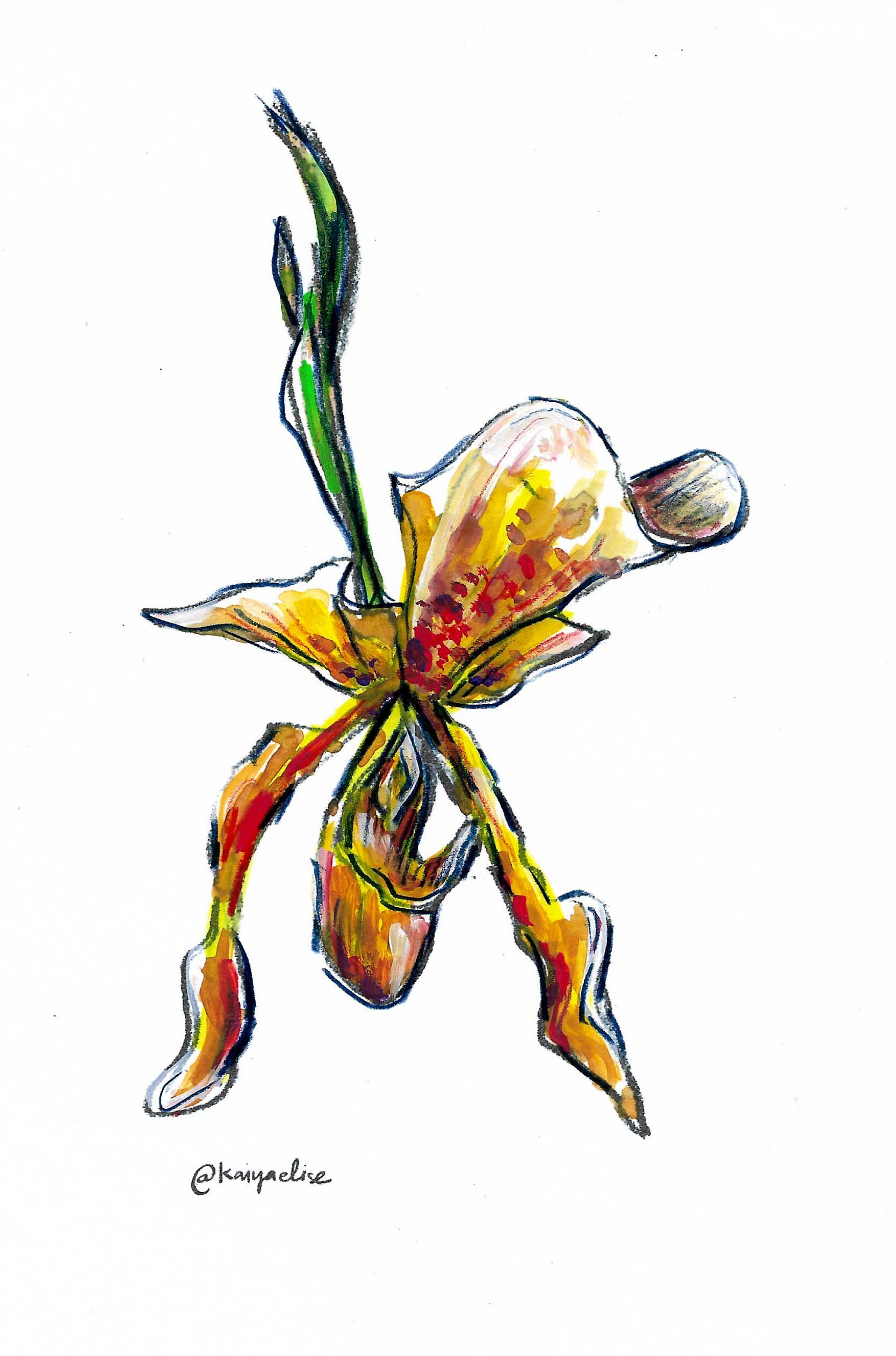orchid2_color.jpg