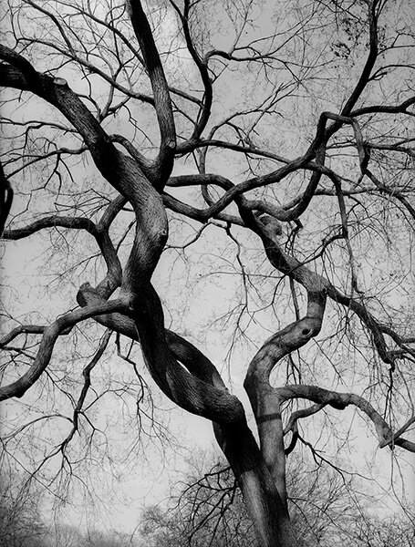 34_Figure-tree-NYC_2012.jpg