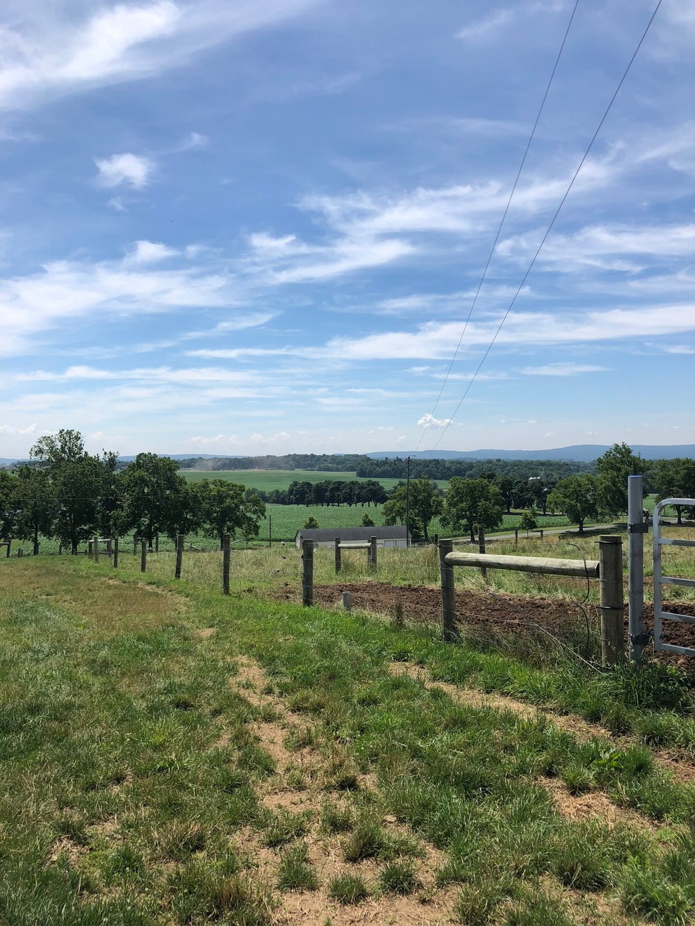 Sprawling Fields with Alleys to Navigate Cattle