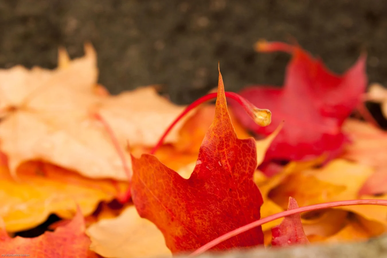 colors_of_fall_small.jpg