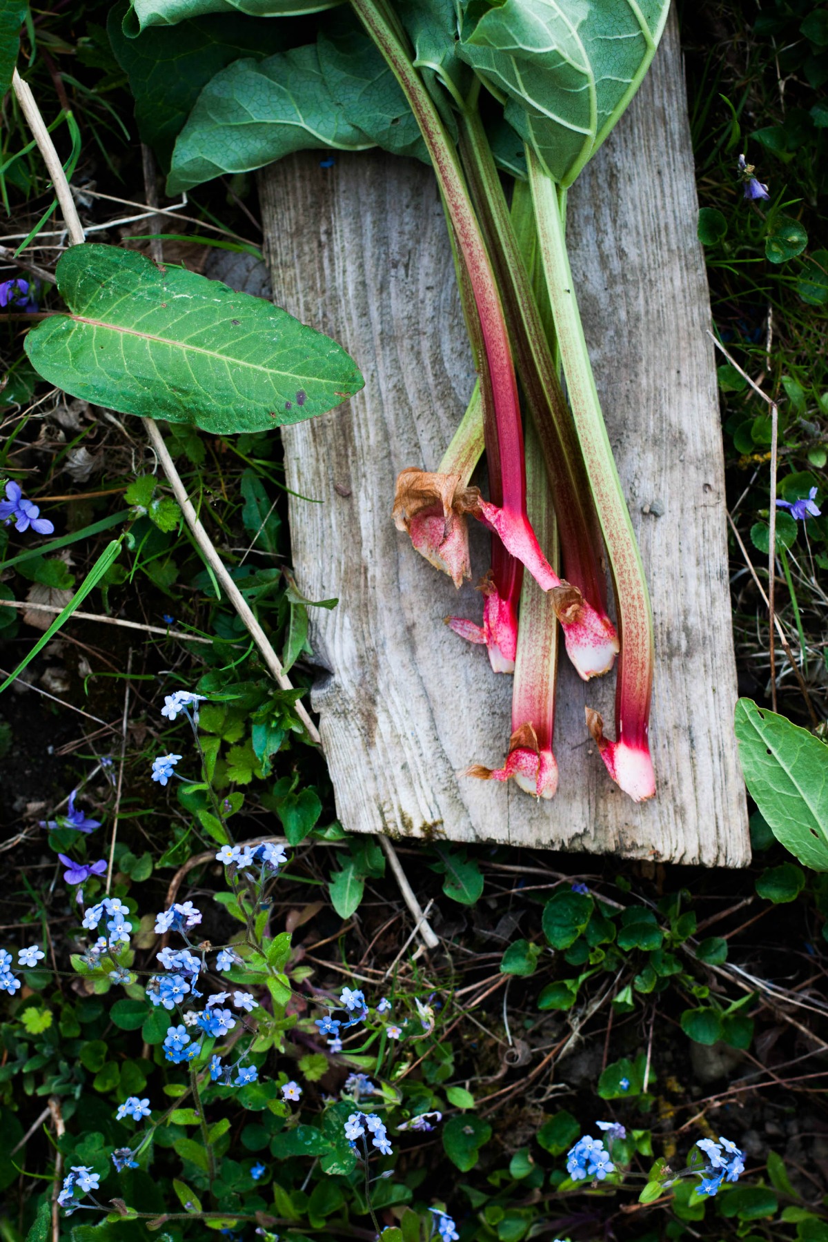 Rhubarb Strawberry Datschi | my blue&white kitchen