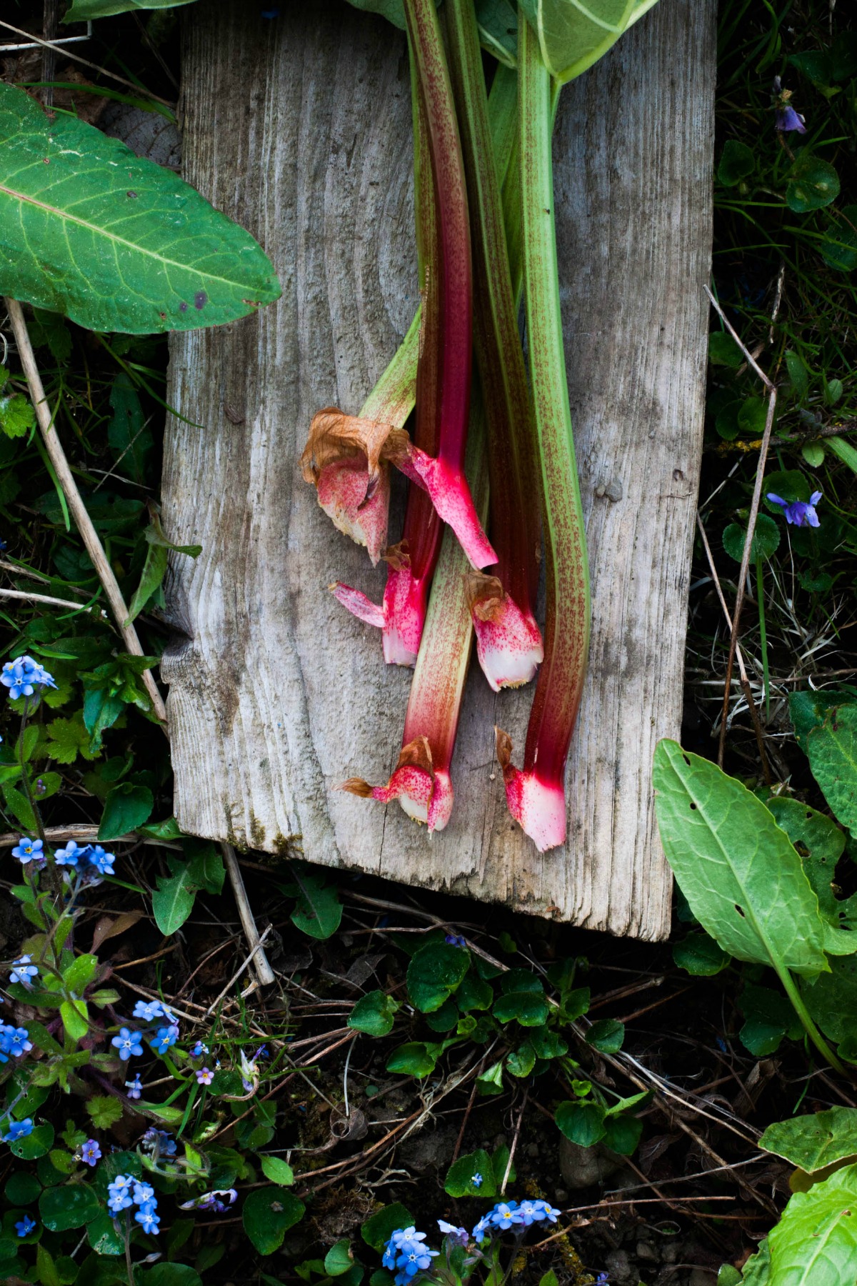 Rhubarb Strawberry Datschi | my blue&white kitchen