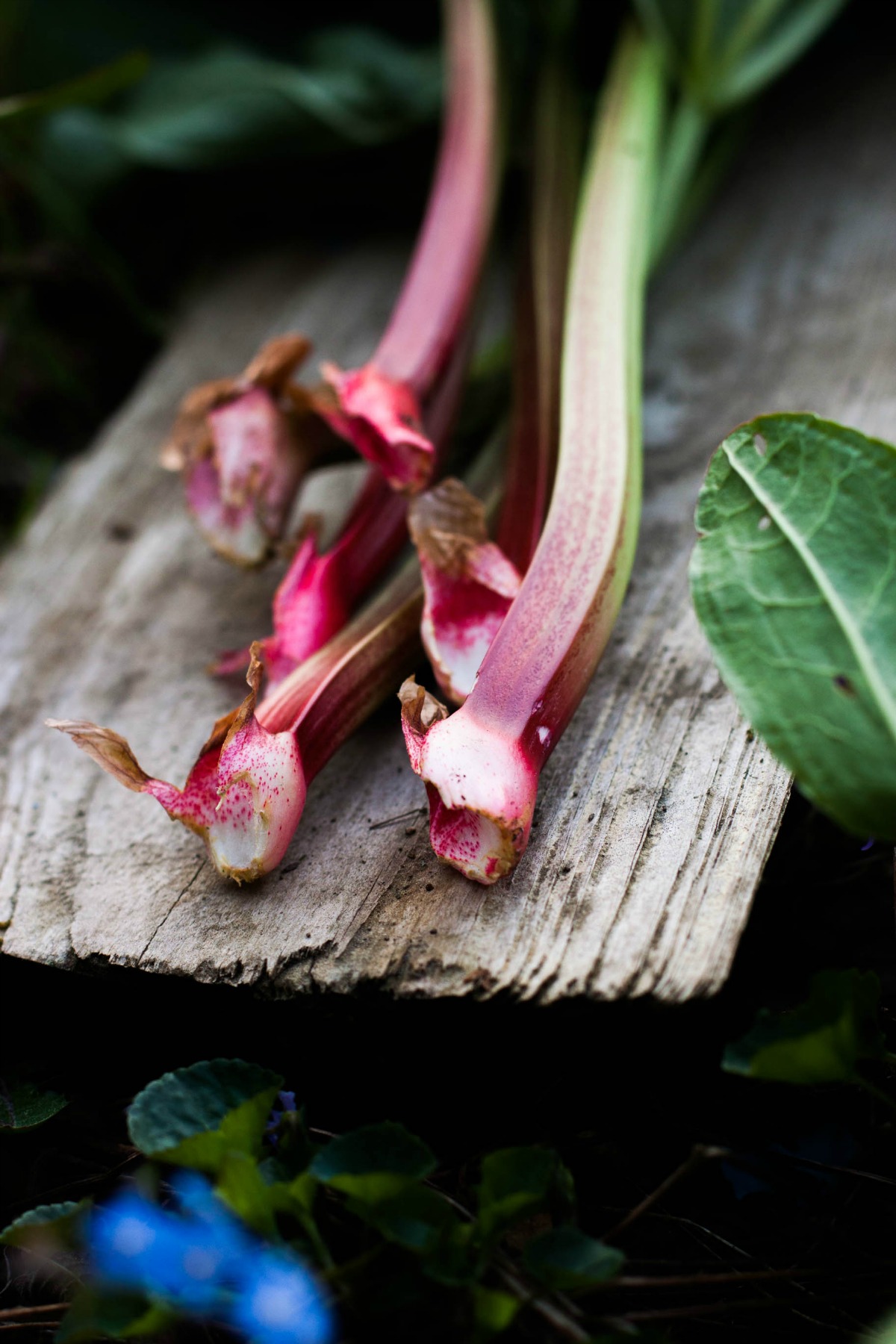 Rhubarb Strawberry Datschi | my blue&white kitchen