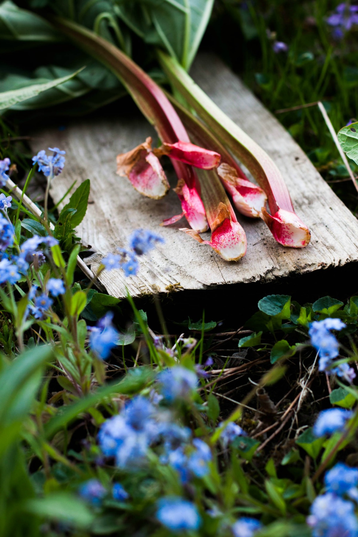 Rhubarb Strawberry Datschi | my blue&white kitchen