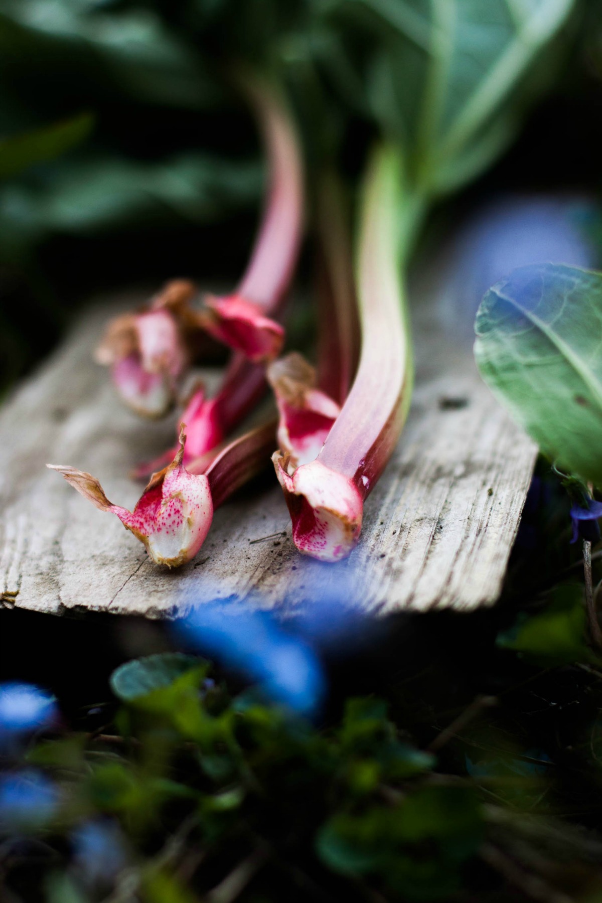 Rhubarb Strawberry Datschi | my blue&white kitchen