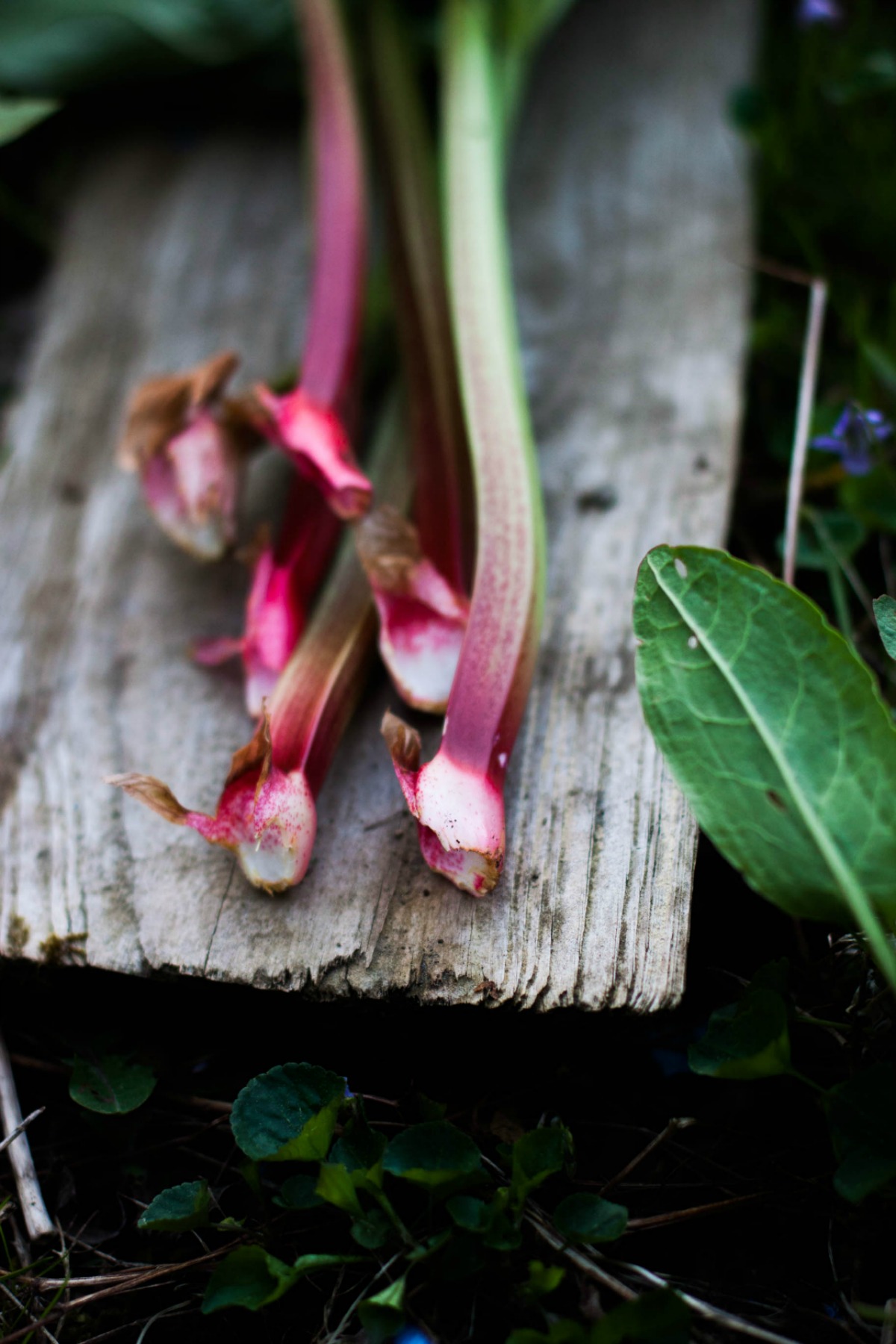 Rhubarb Strawberry Datschi | my blue&white kitchen