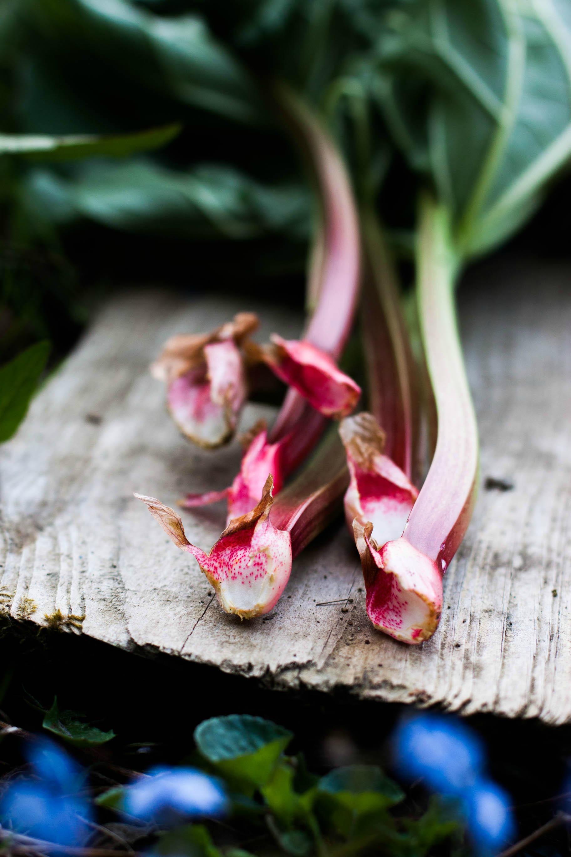 Rhubarb Strawberry Datschi | my blue&white kitchen