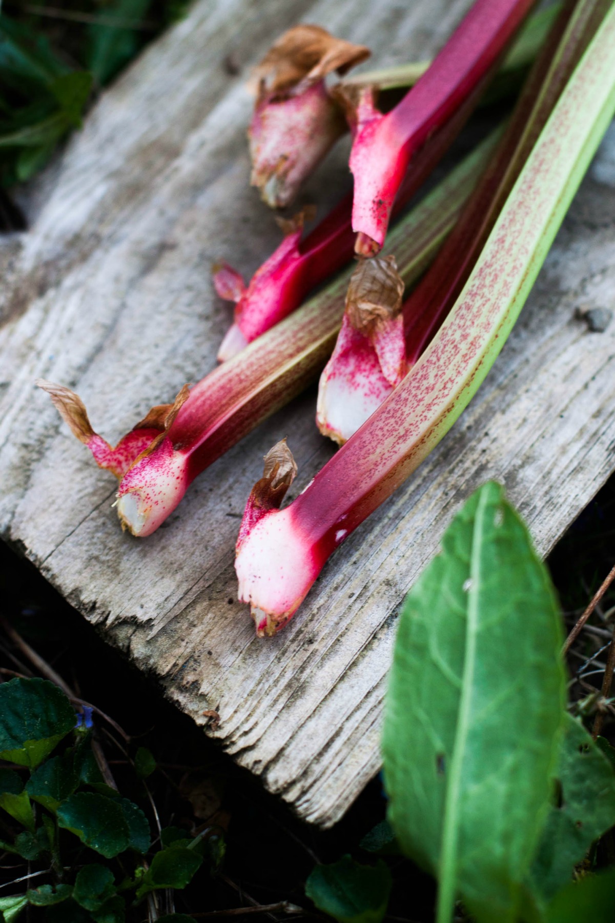 Rhubarb Strawberry Datschi | my blue&white kitchen