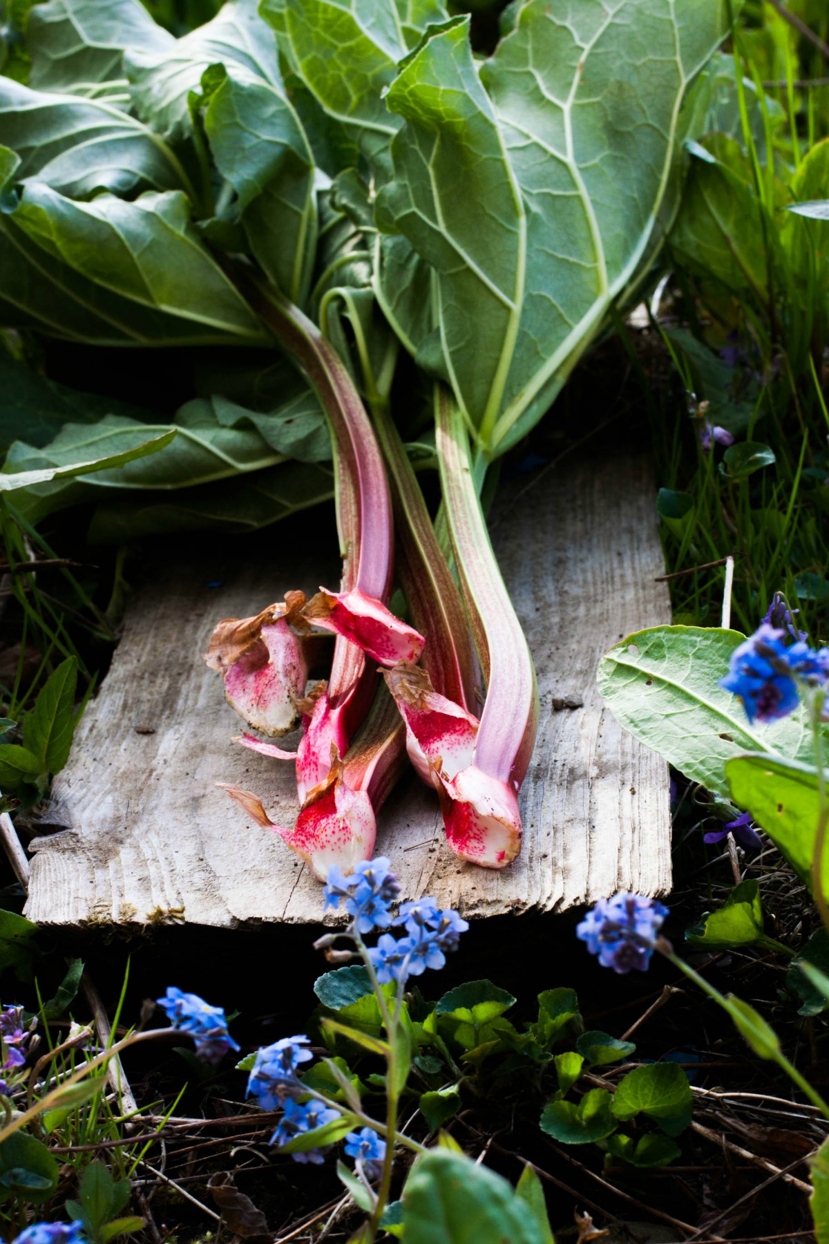 Rhubarb Strawberry Datschi | my blue&white kitchen