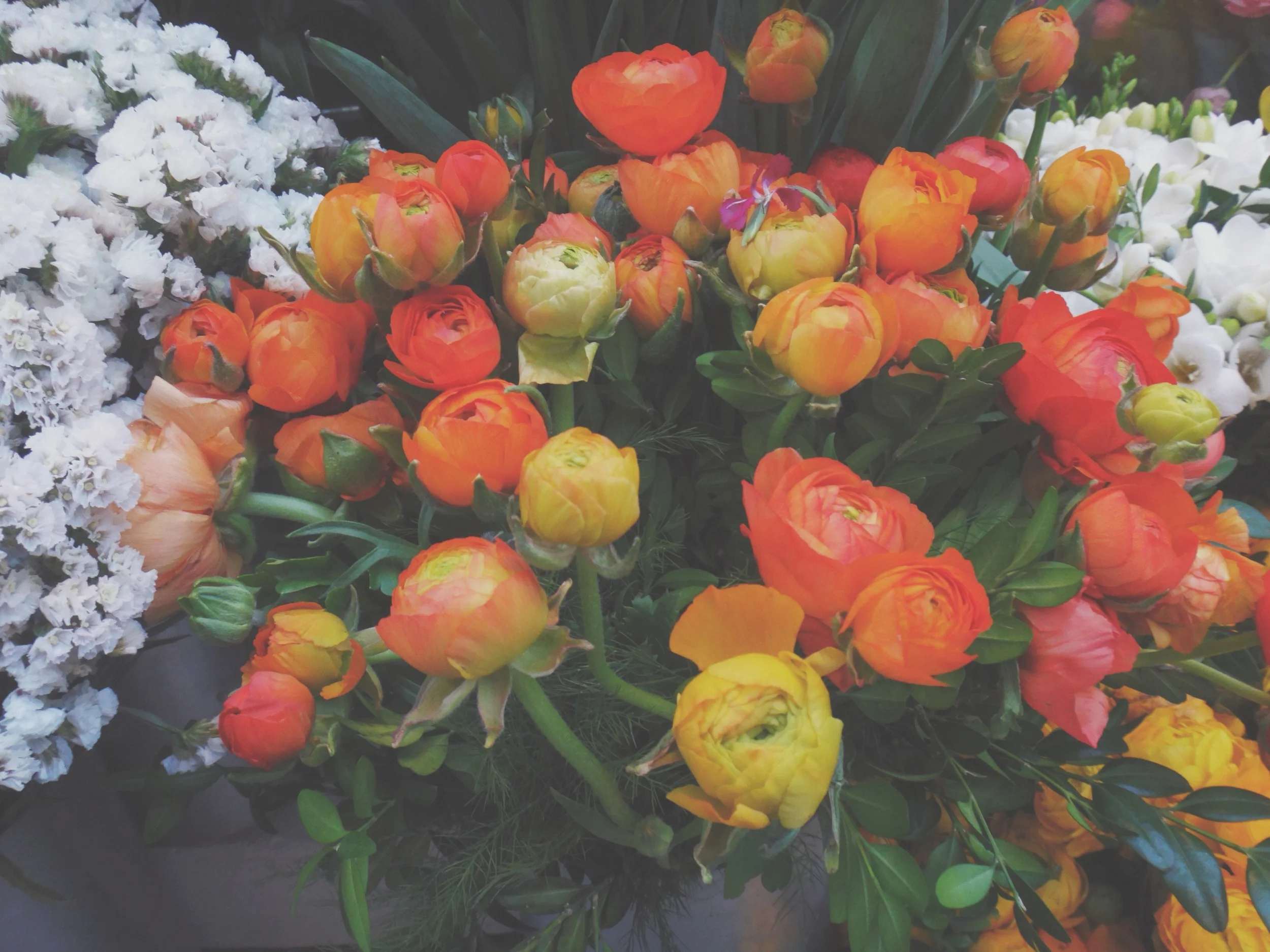 Ranunculus in Istanbul