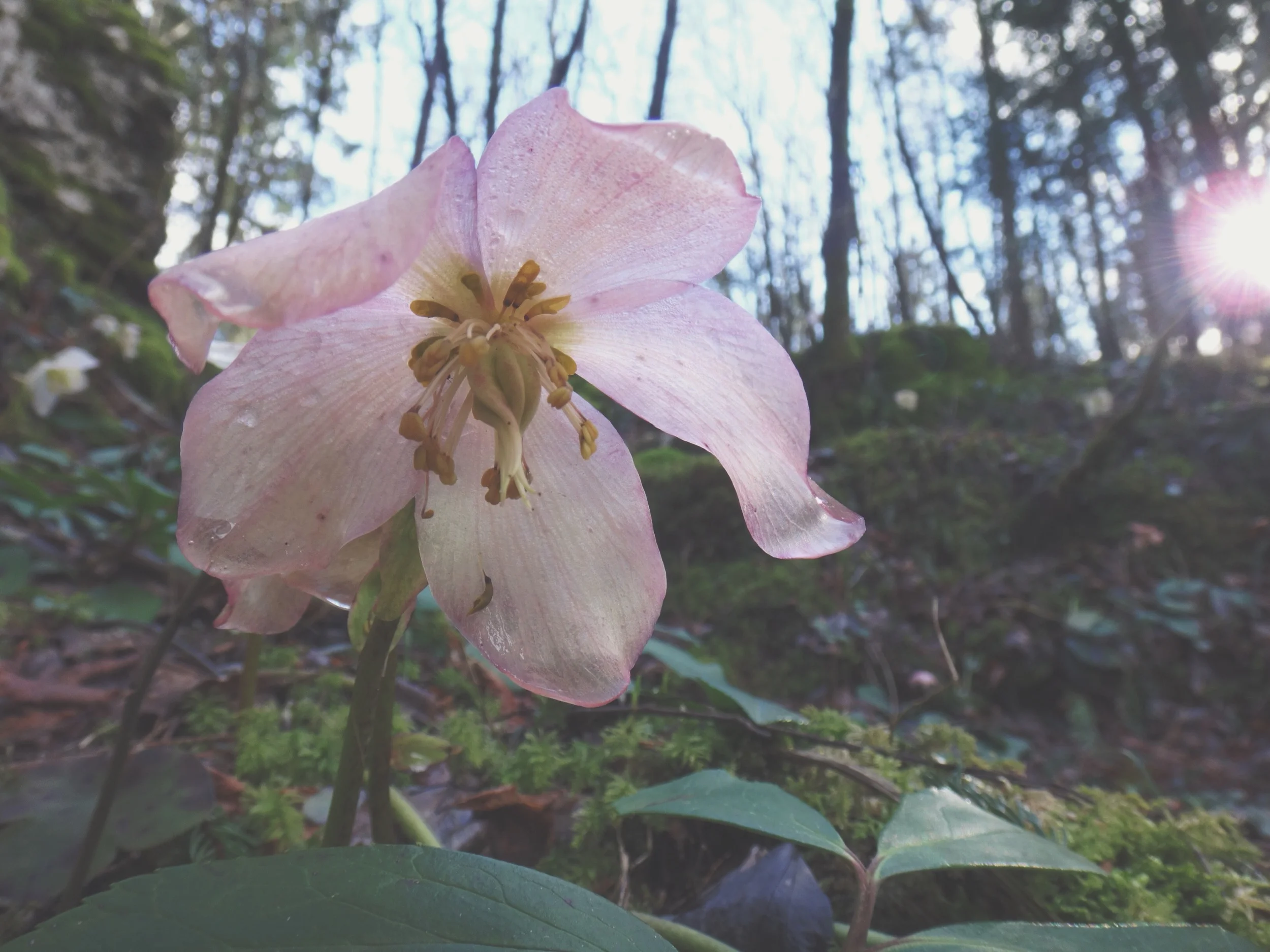 Lenten Rose in the Julian Alps