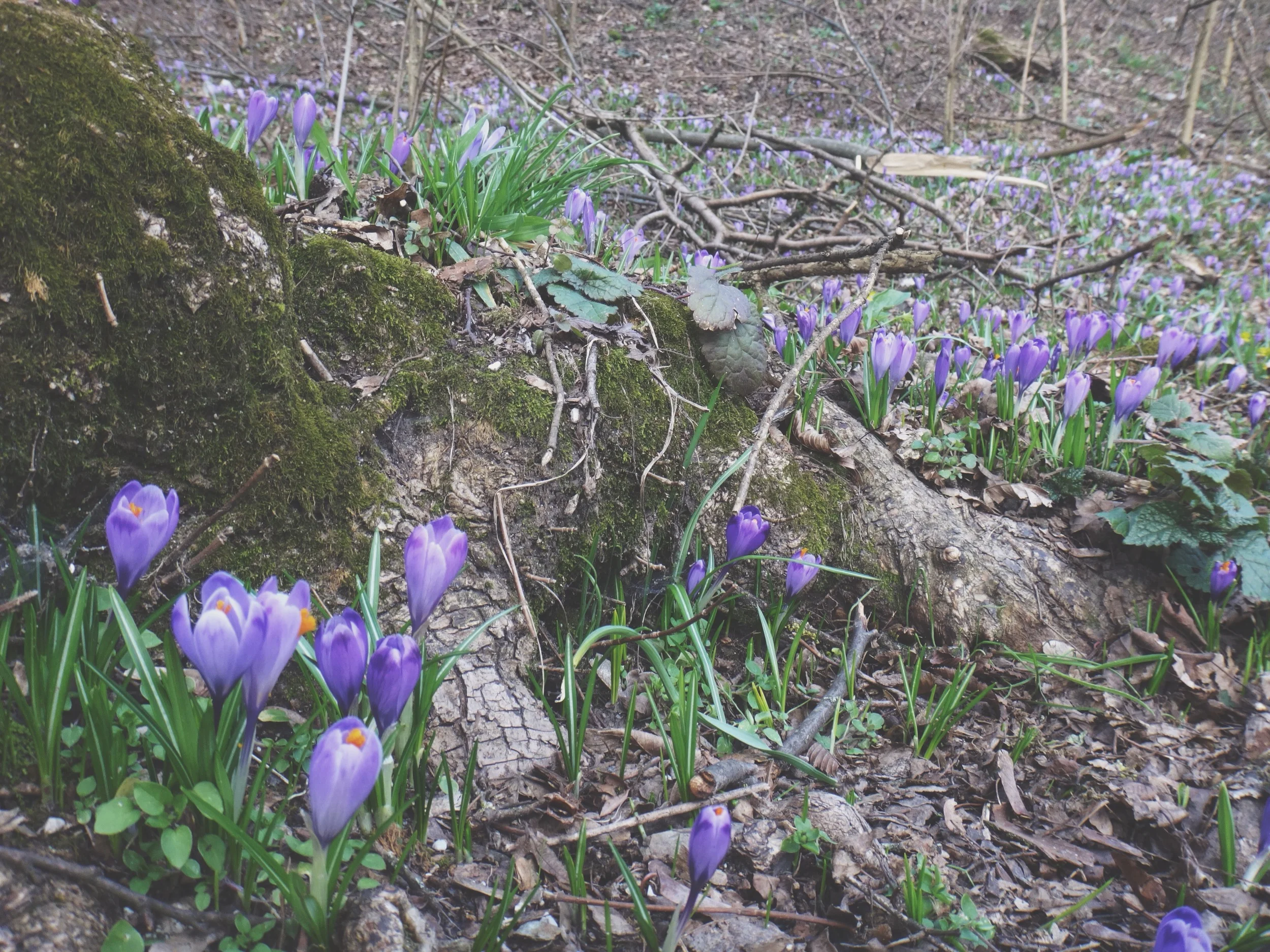 Crocus in Slovenia