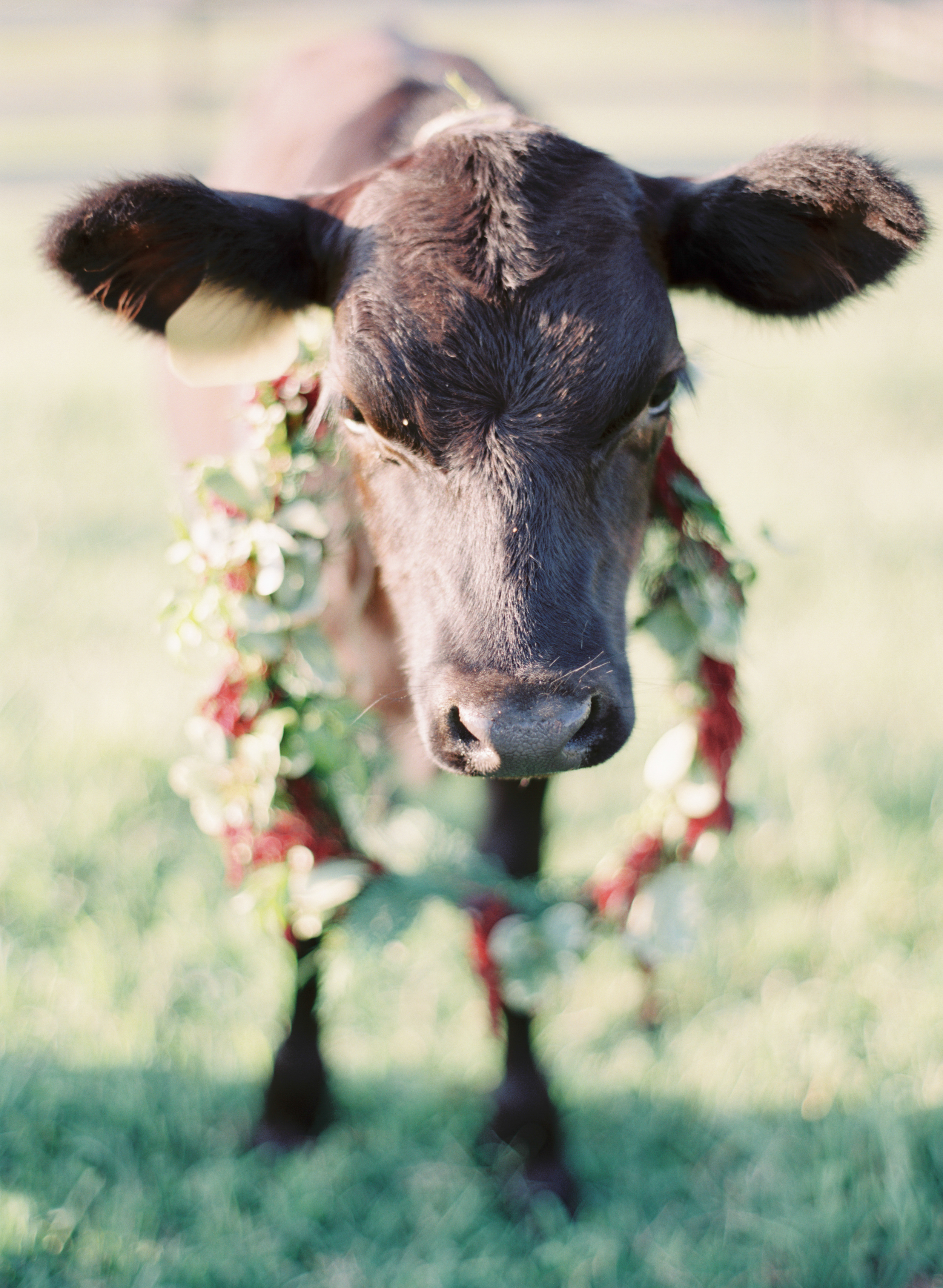 Cow in Nashville with Floral Wreath